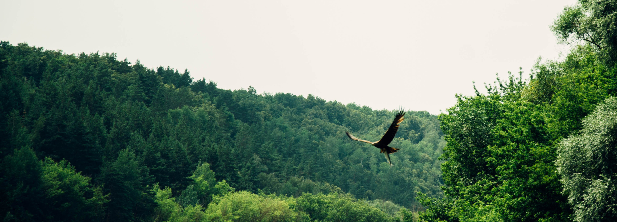 Дон. Главная