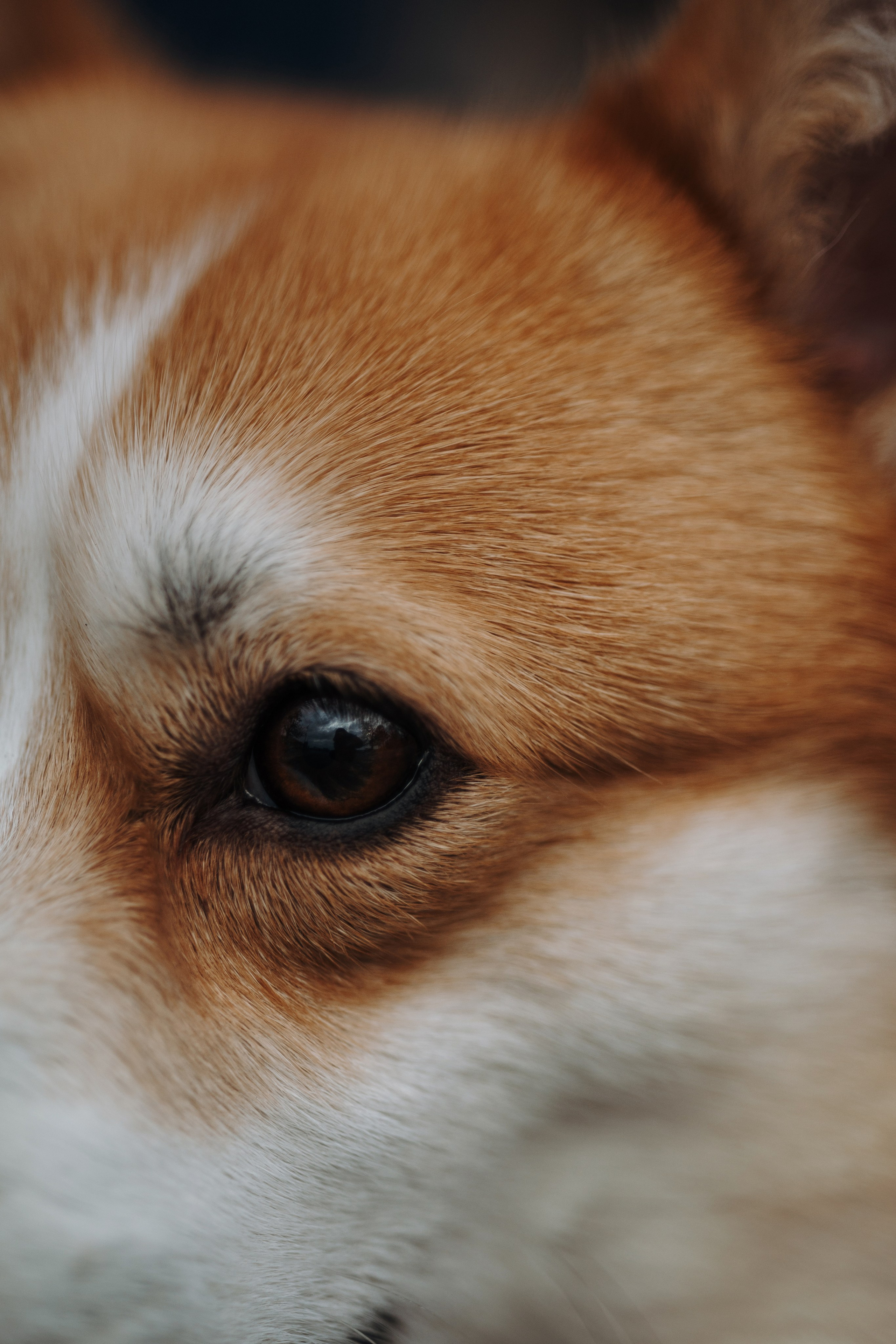 Юля и Терри. Фотограф — Анималист | Санкт-Петербург