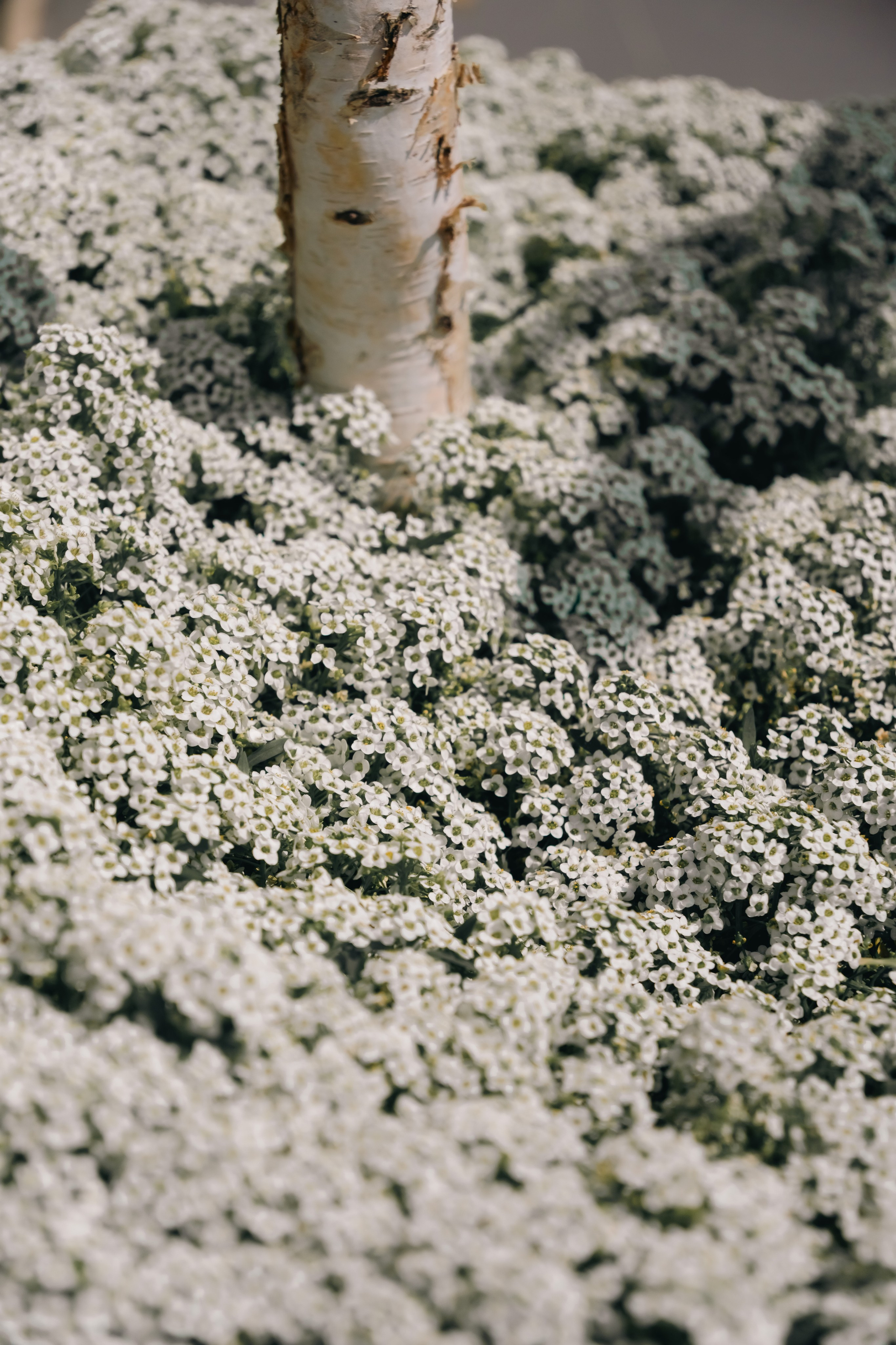 Koenigsberg. M. Neizvestniy — уличная и спортивная фотография