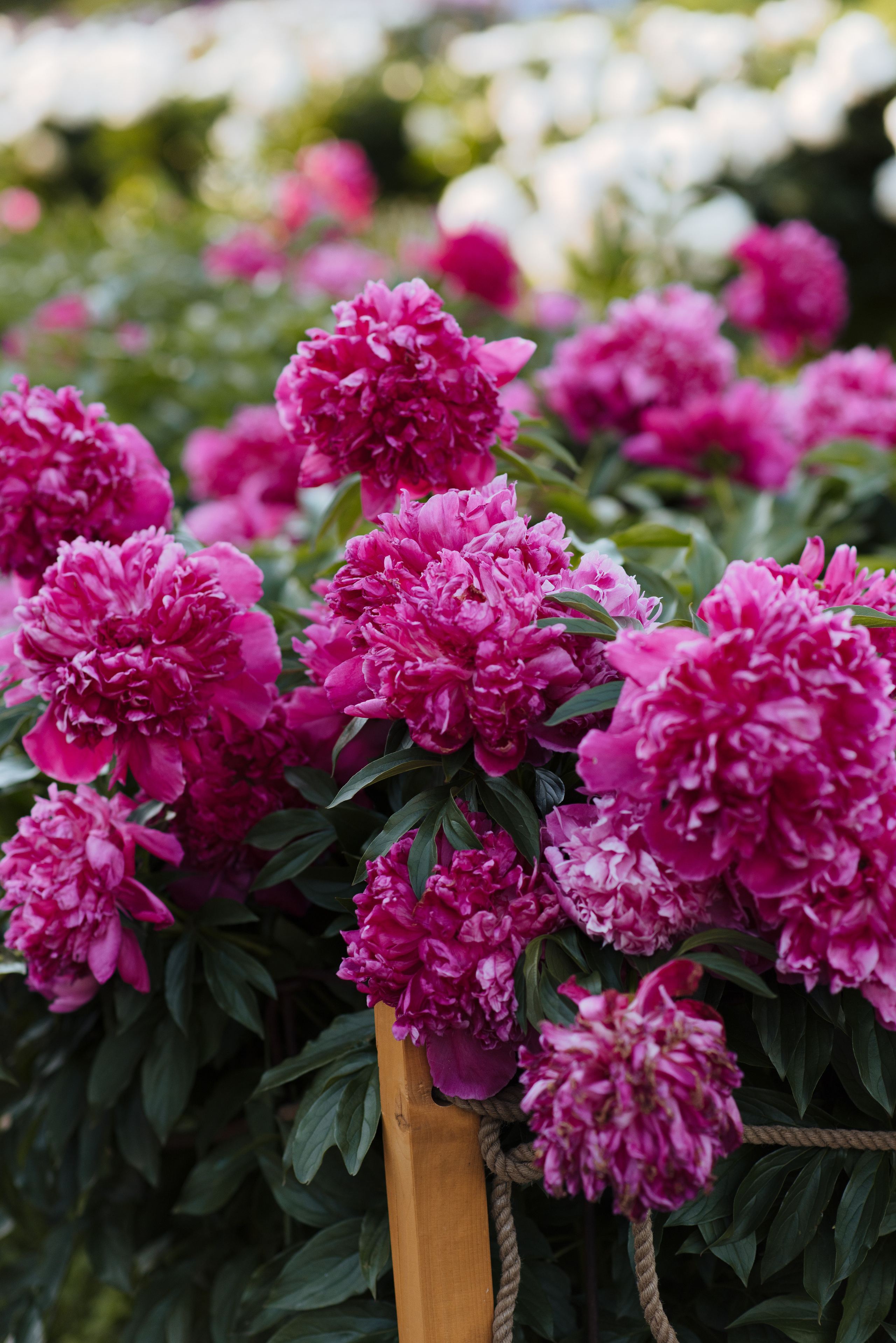 Алена, пионы. Свадебный фотограф в Москве Анна Полушина