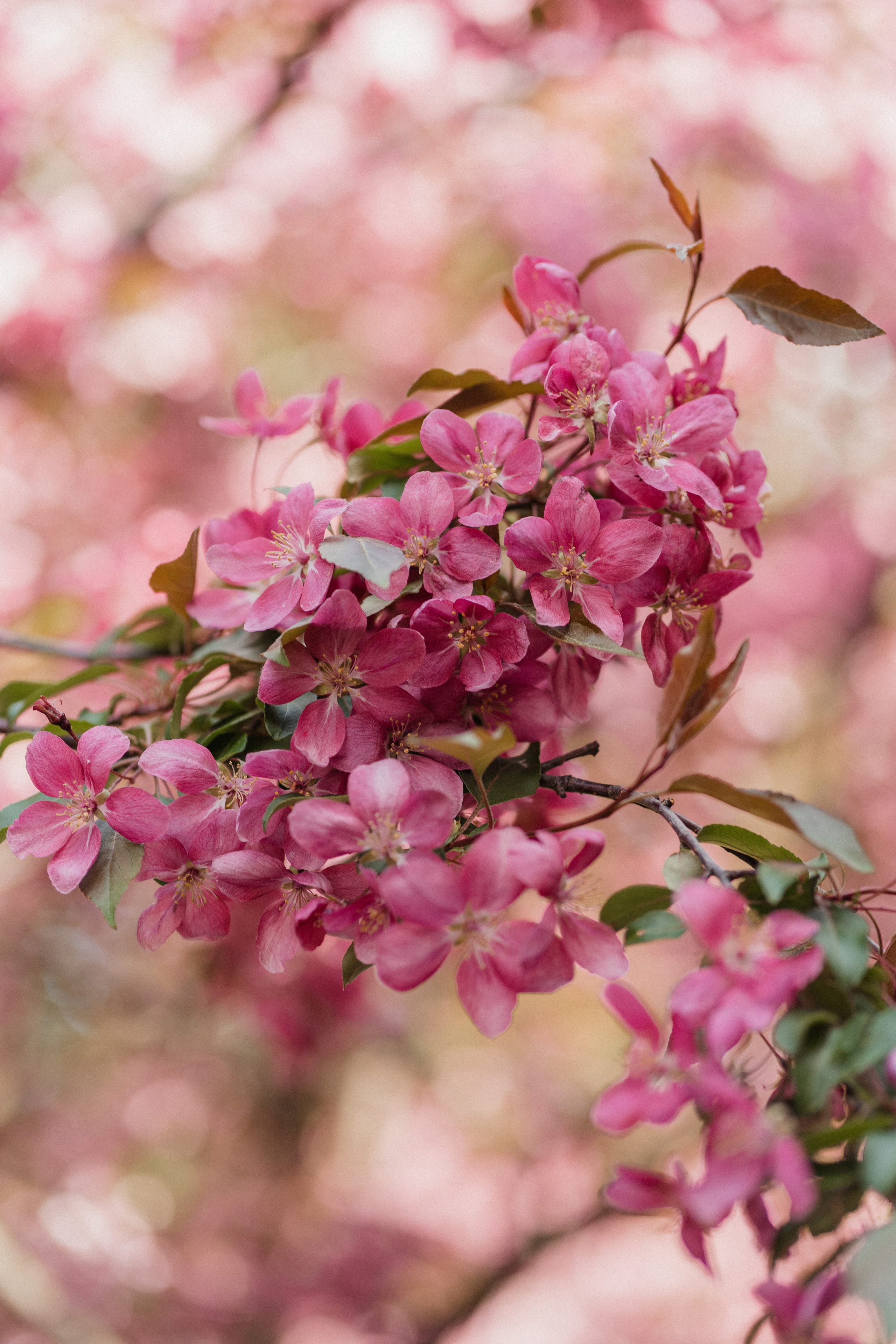 Семейная фотосессия в студии в Москве, семейный фотограф Анна Полушина. Свадебный фотограф в Москве Анна Полушина