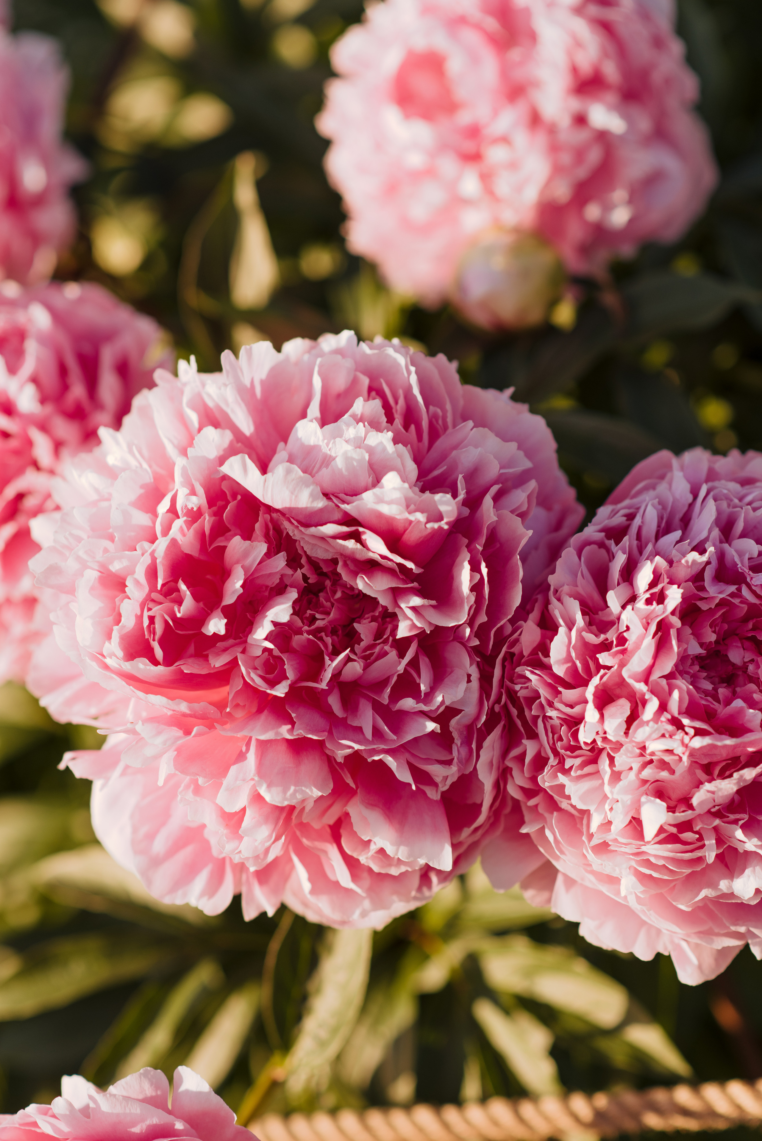 Алена, пионы. Свадебный фотограф в Москве Анна Полушина
