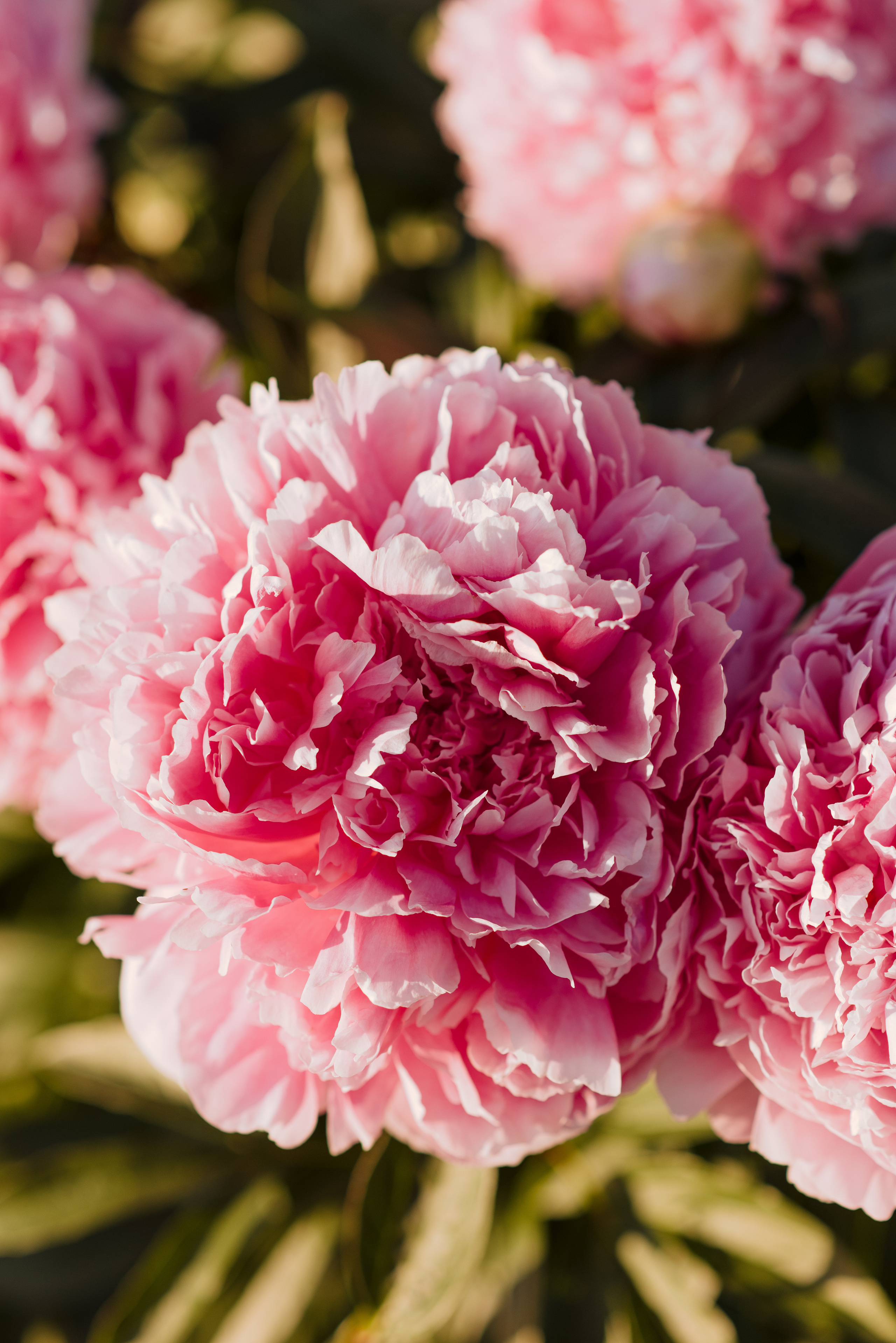 Алена, пионы. Свадебный фотограф в Москве Анна Полушина