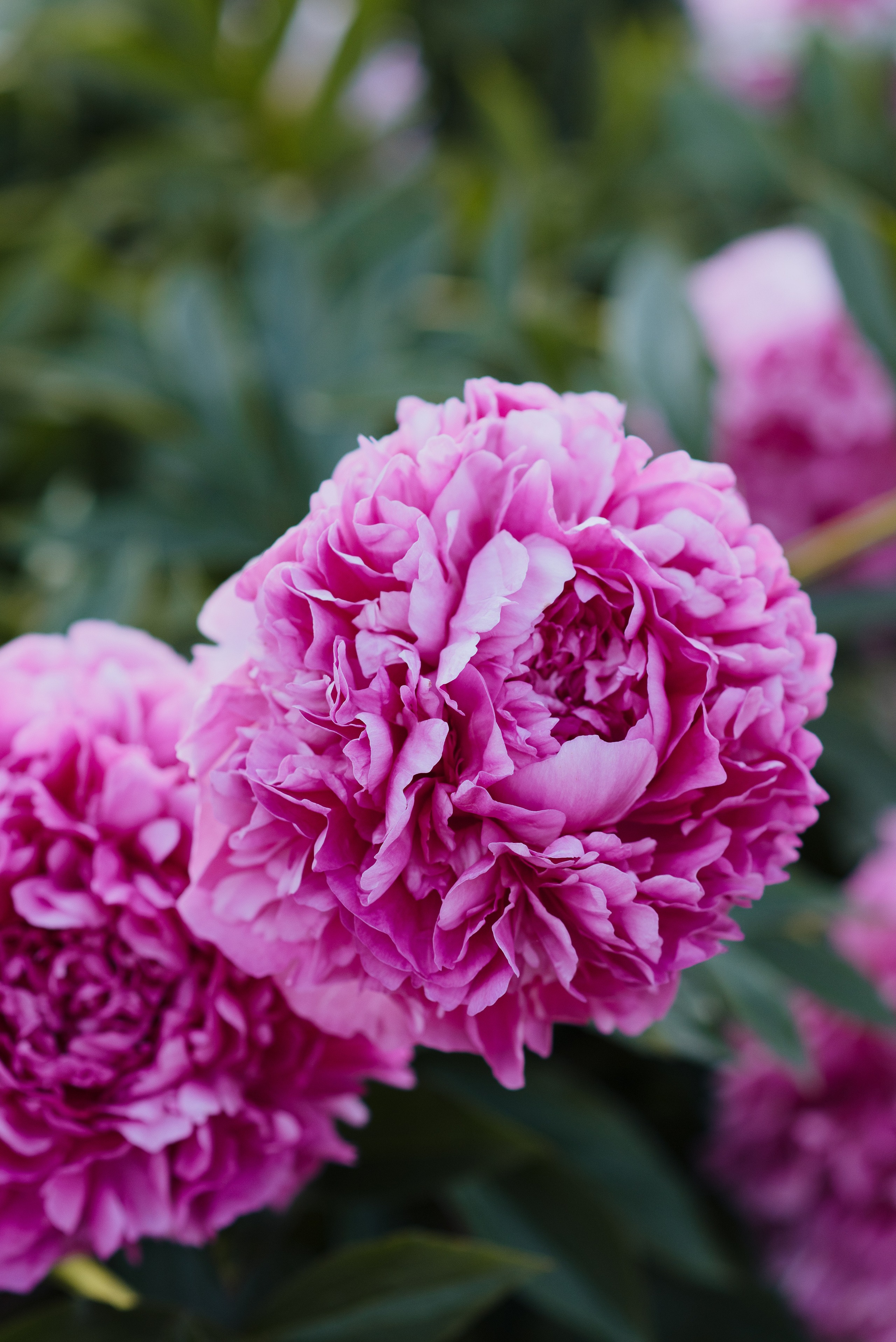 Алена, пионы. Свадебный фотограф в Москве Анна Полушина