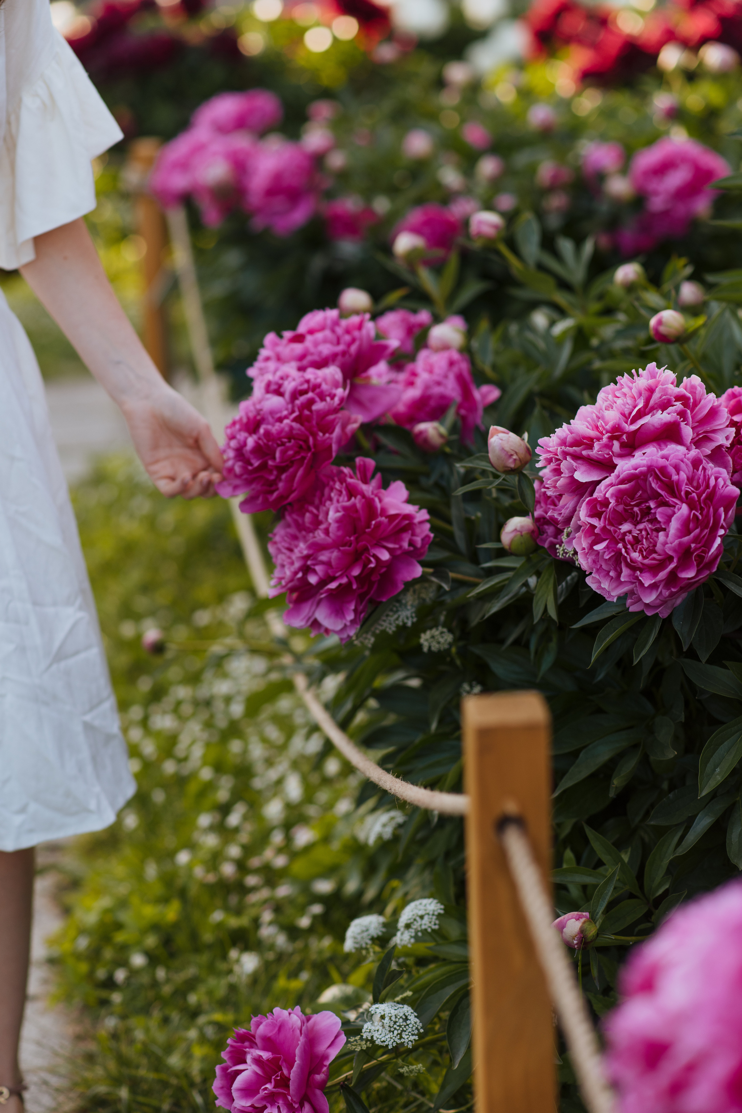 Алена, пионы. Свадебный фотограф в Москве Анна Полушина