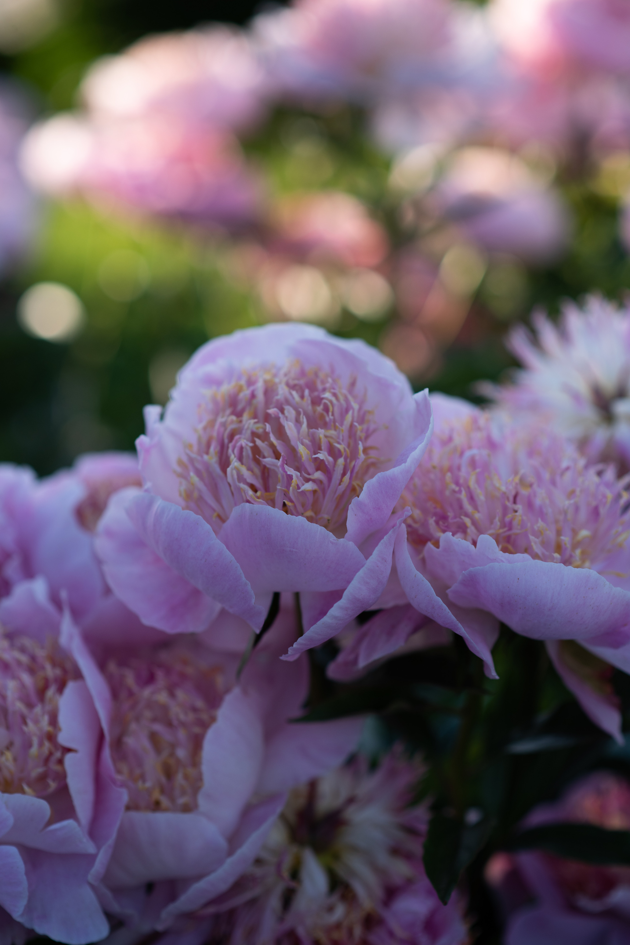 Алена, пионы. Свадебный фотограф в Москве Анна Полушина