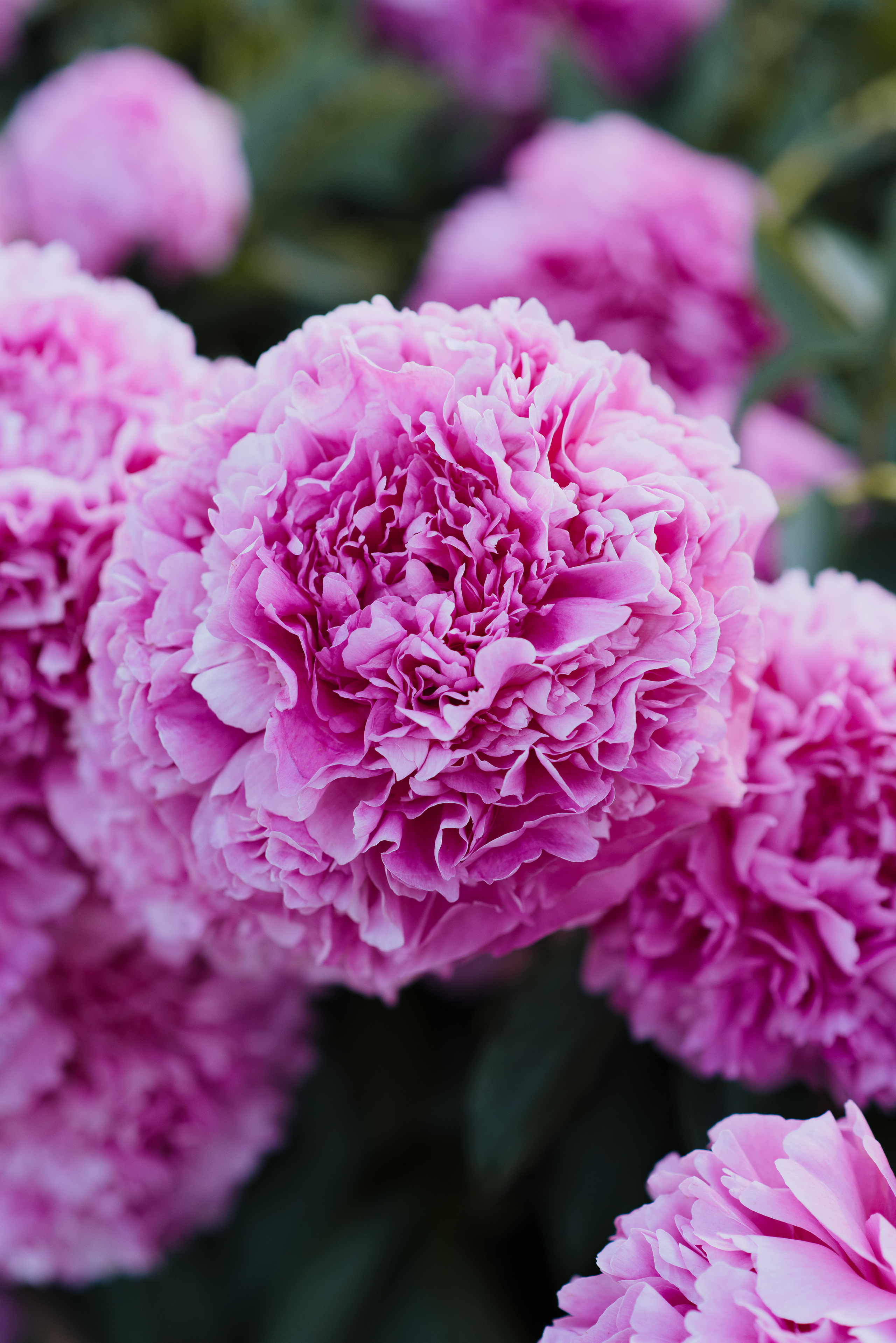 Алена, пионы. Свадебный фотограф в Москве Анна Полушина