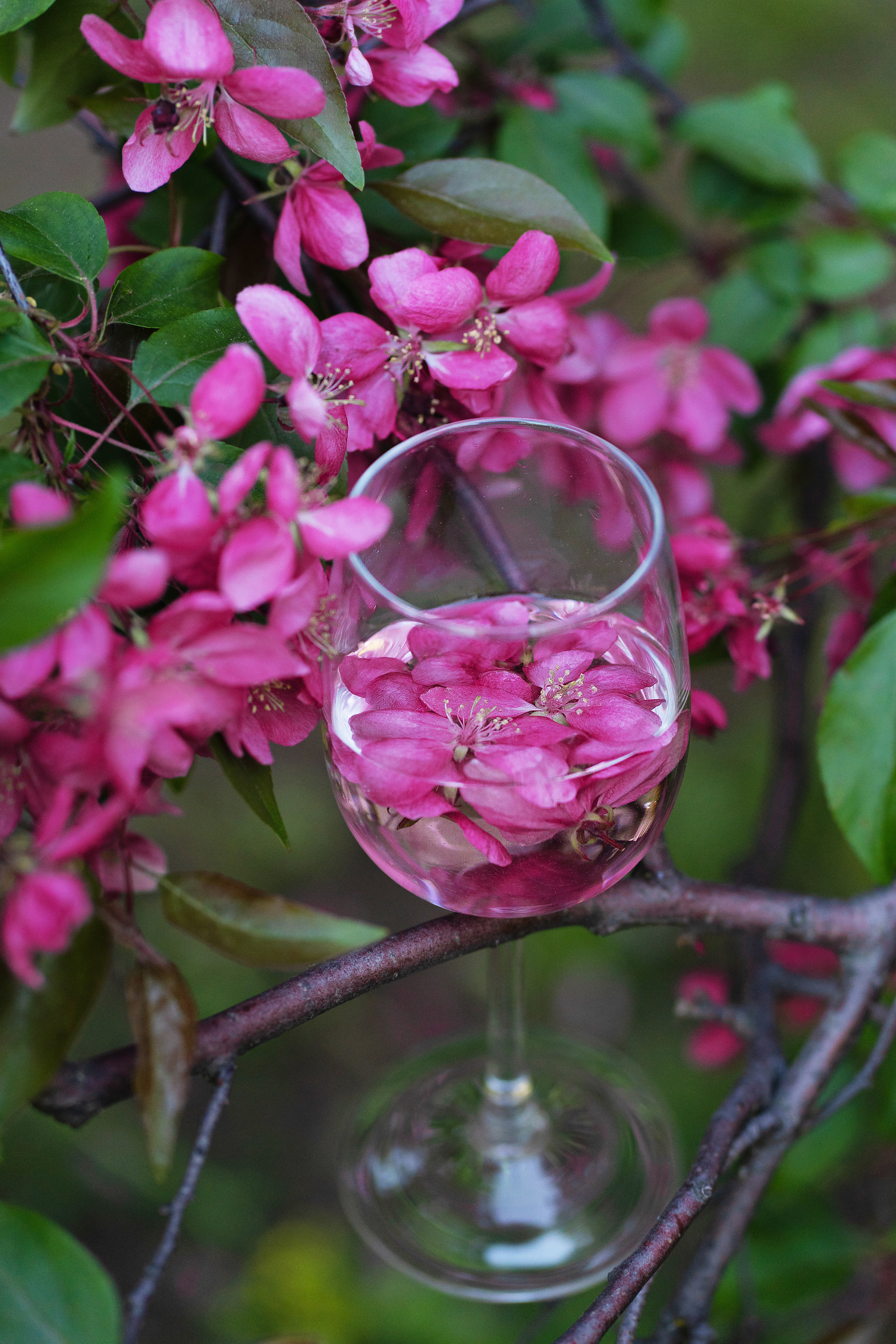 Леда, розовое цветение. Свадебный фотограф в Москве Анна Полушина