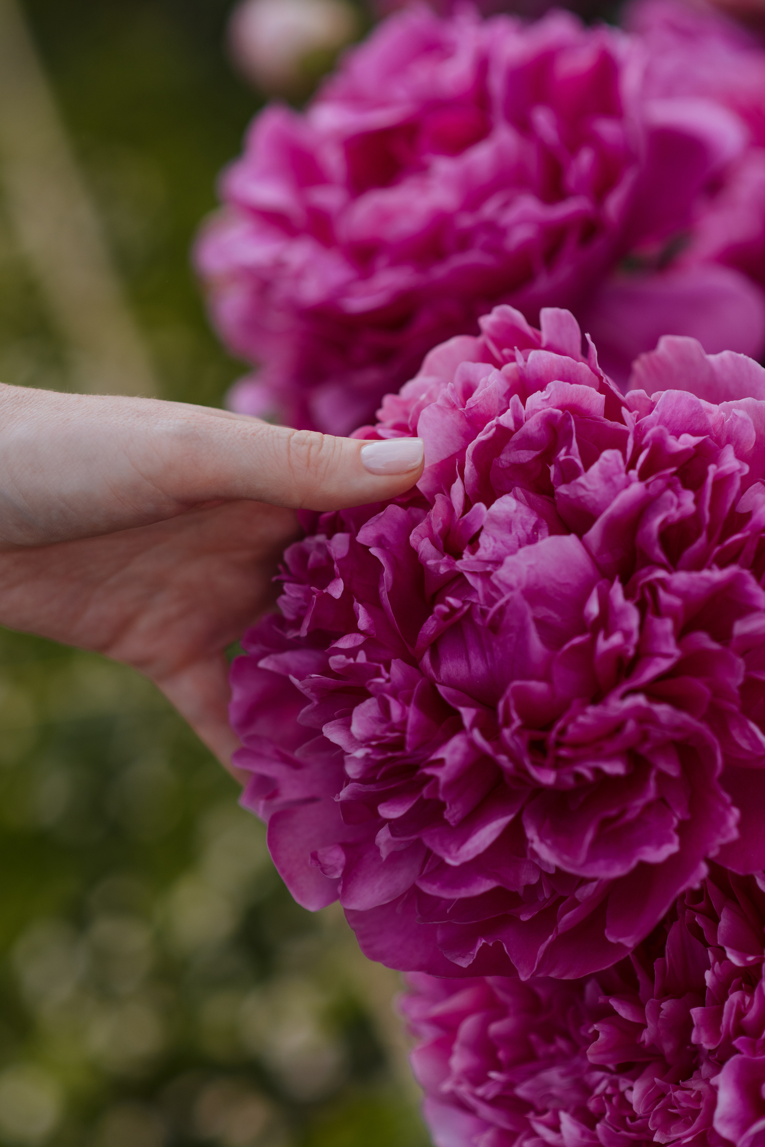 Алена, пионы. Свадебный фотограф в Москве Анна Полушина