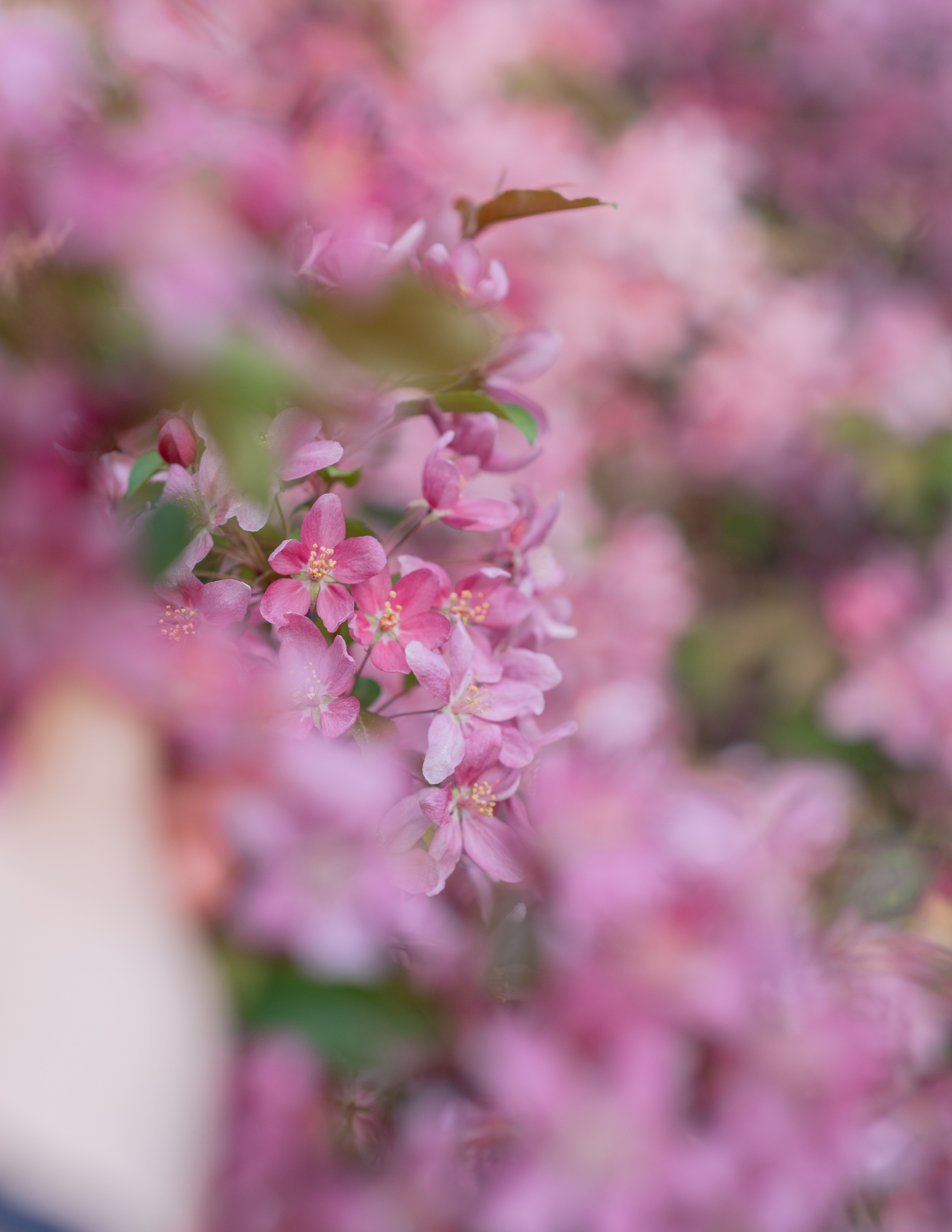 Полина, цветение. Свадебный фотограф в Москве Анна Полушина