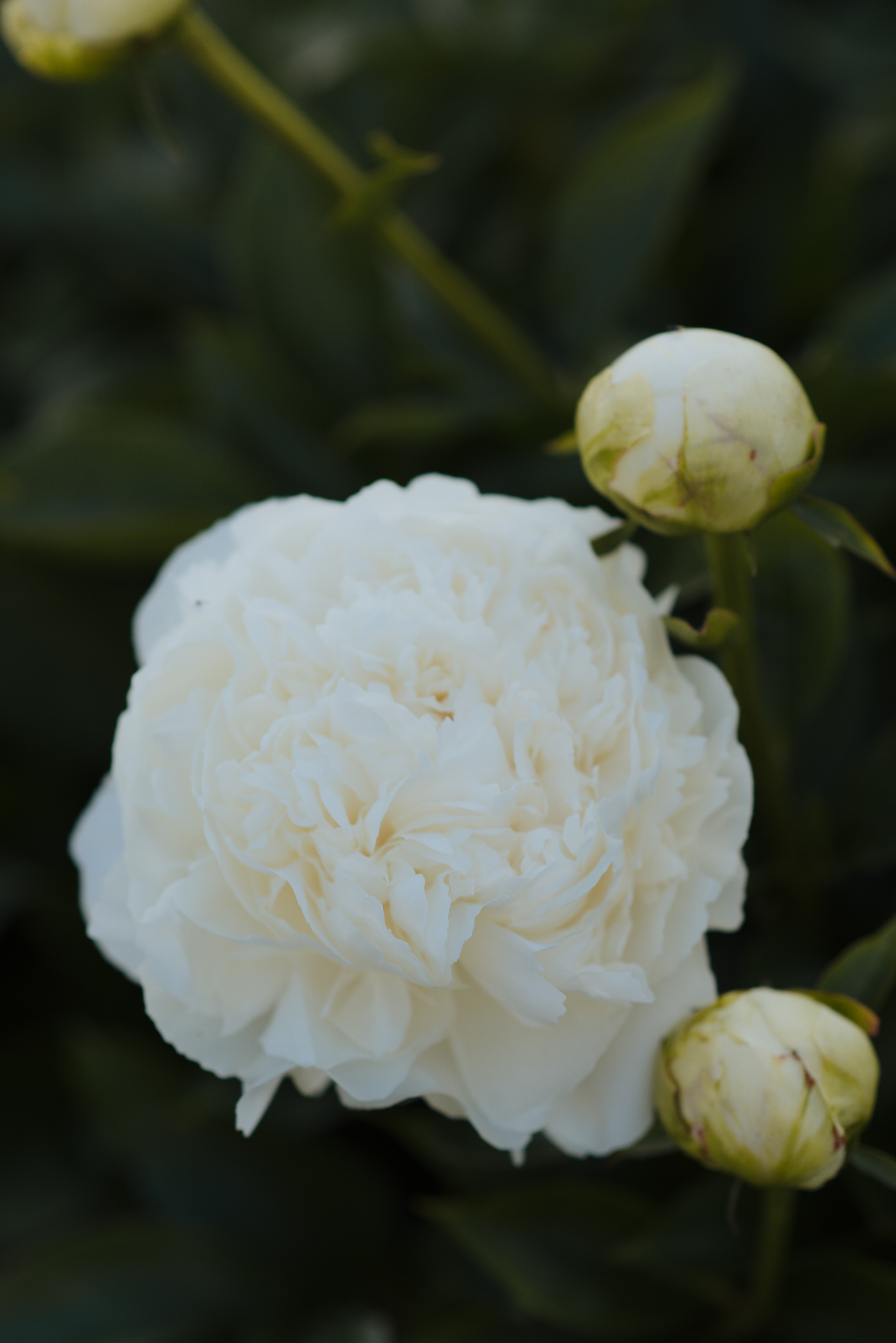 Алена, пионы. Свадебный фотограф в Москве Анна Полушина