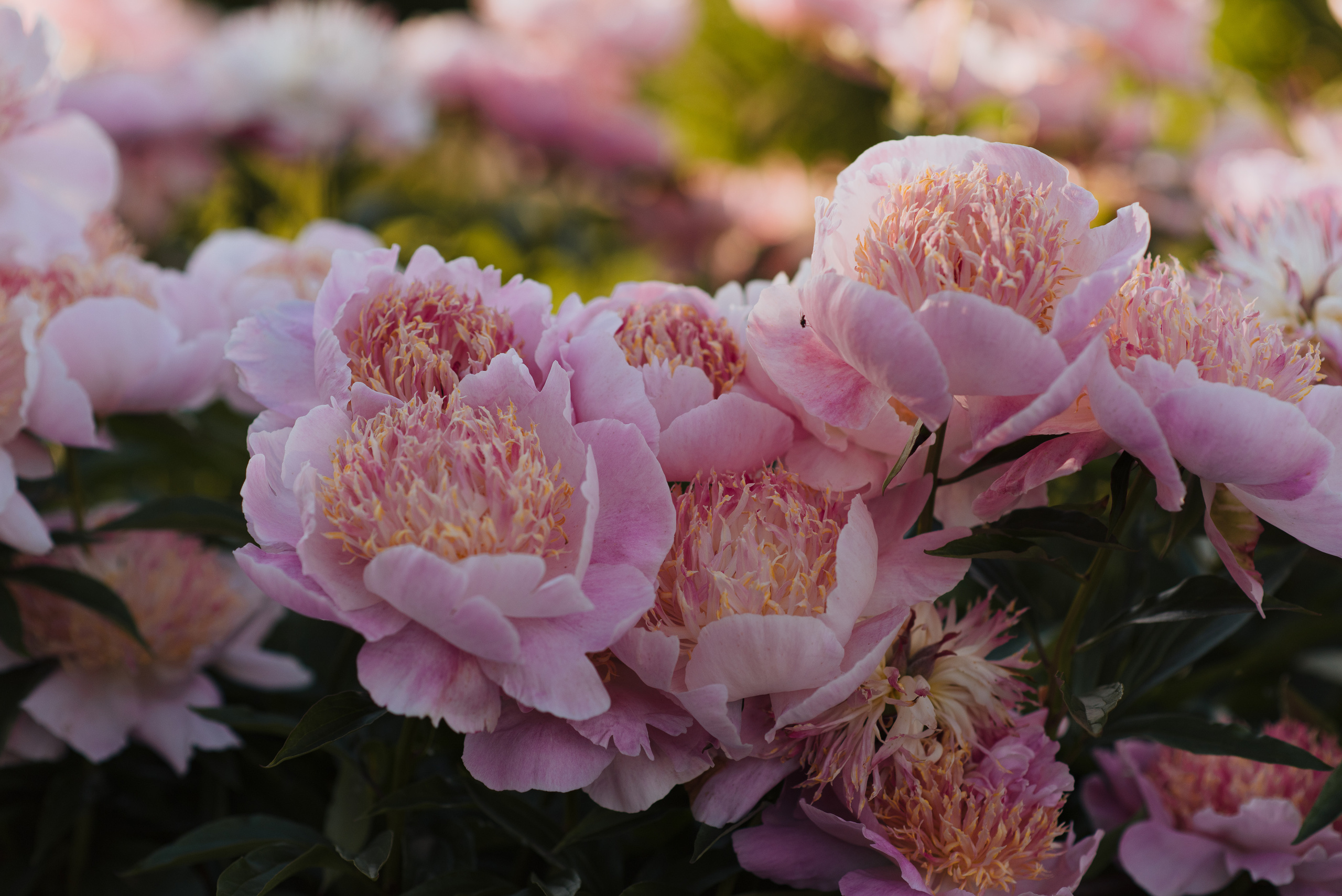 Алена, пионы. Свадебный фотограф в Москве Анна Полушина