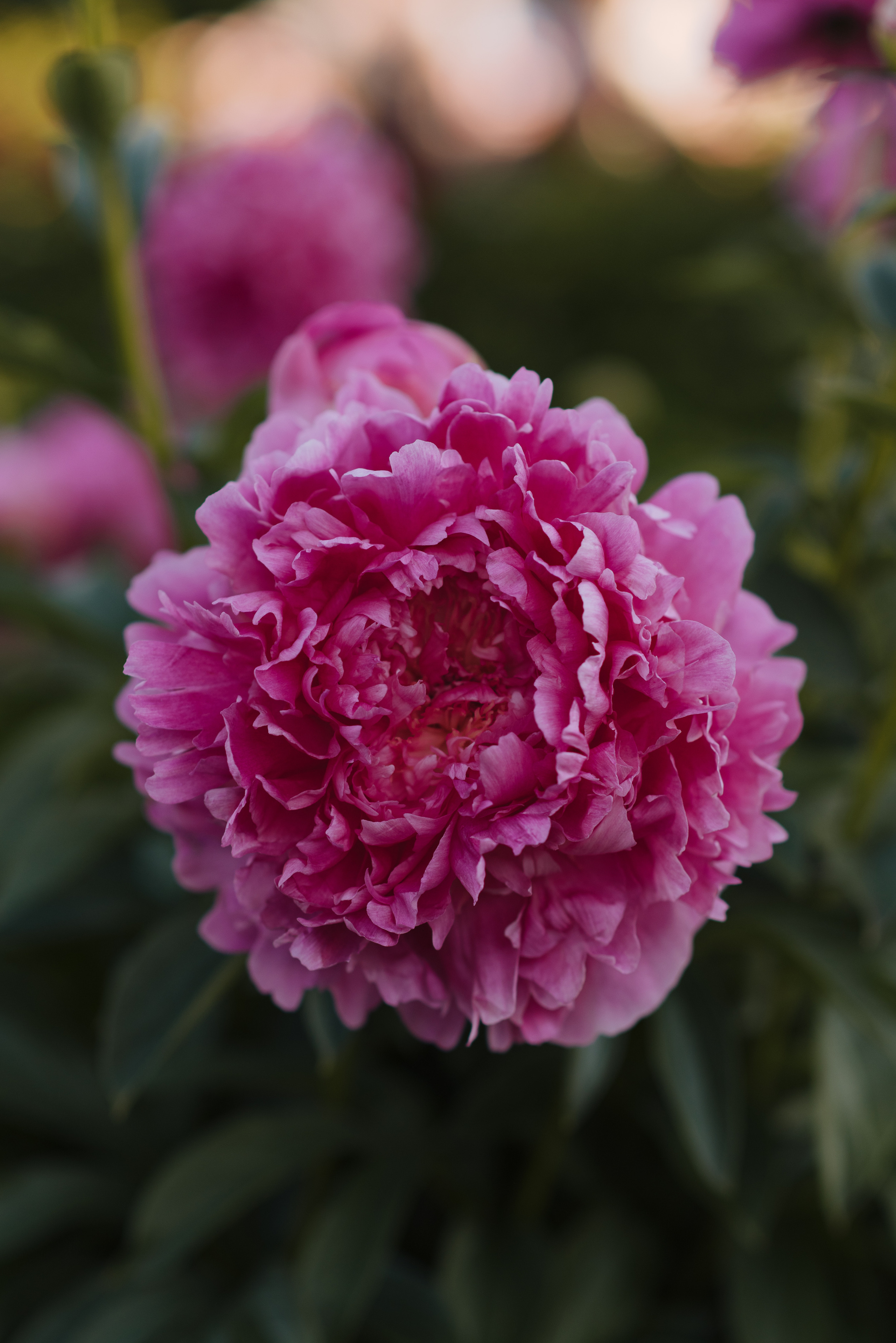 Алена, пионы. Свадебный фотограф в Москве Анна Полушина