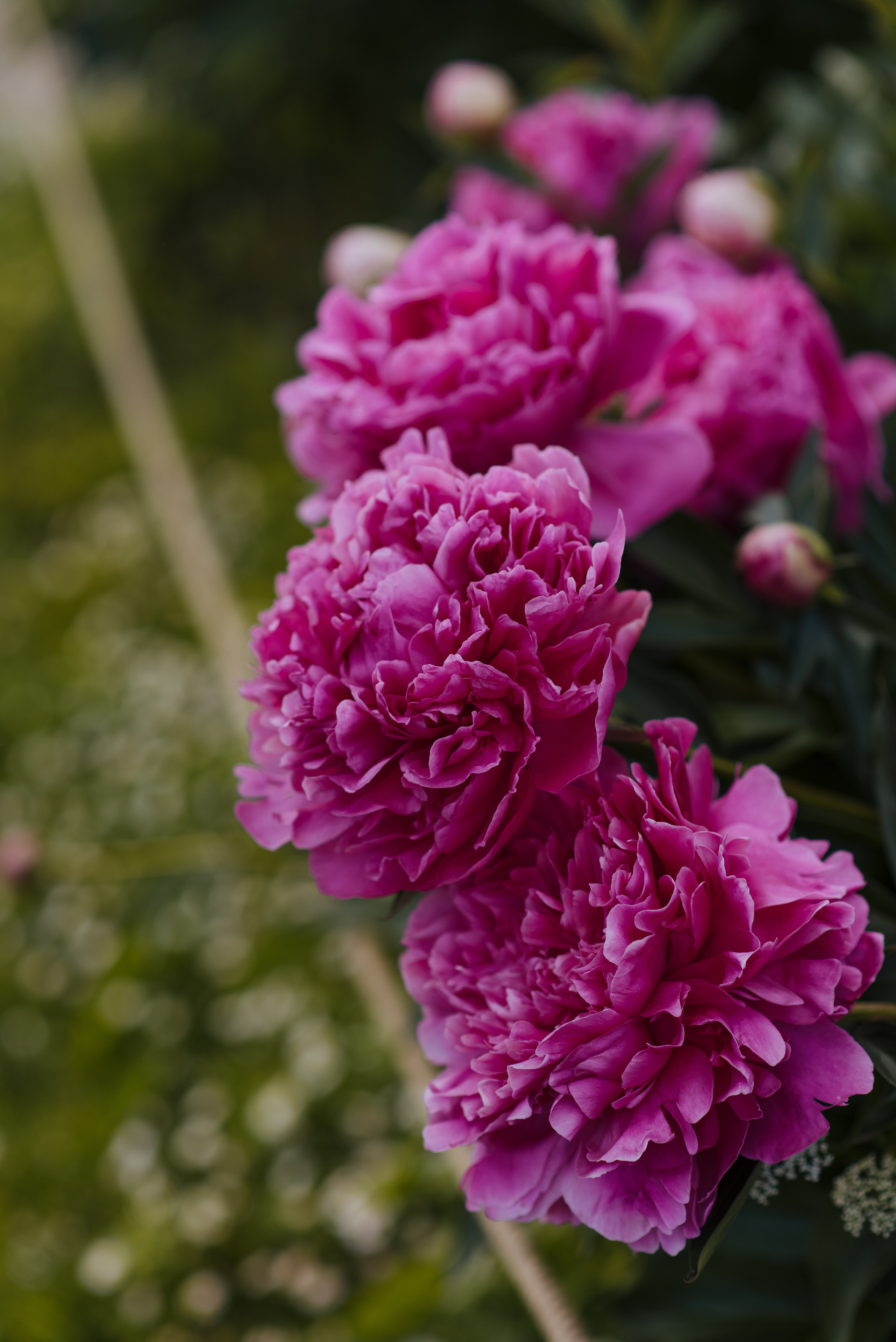Алена, пионы. Свадебный фотограф в Москве Анна Полушина