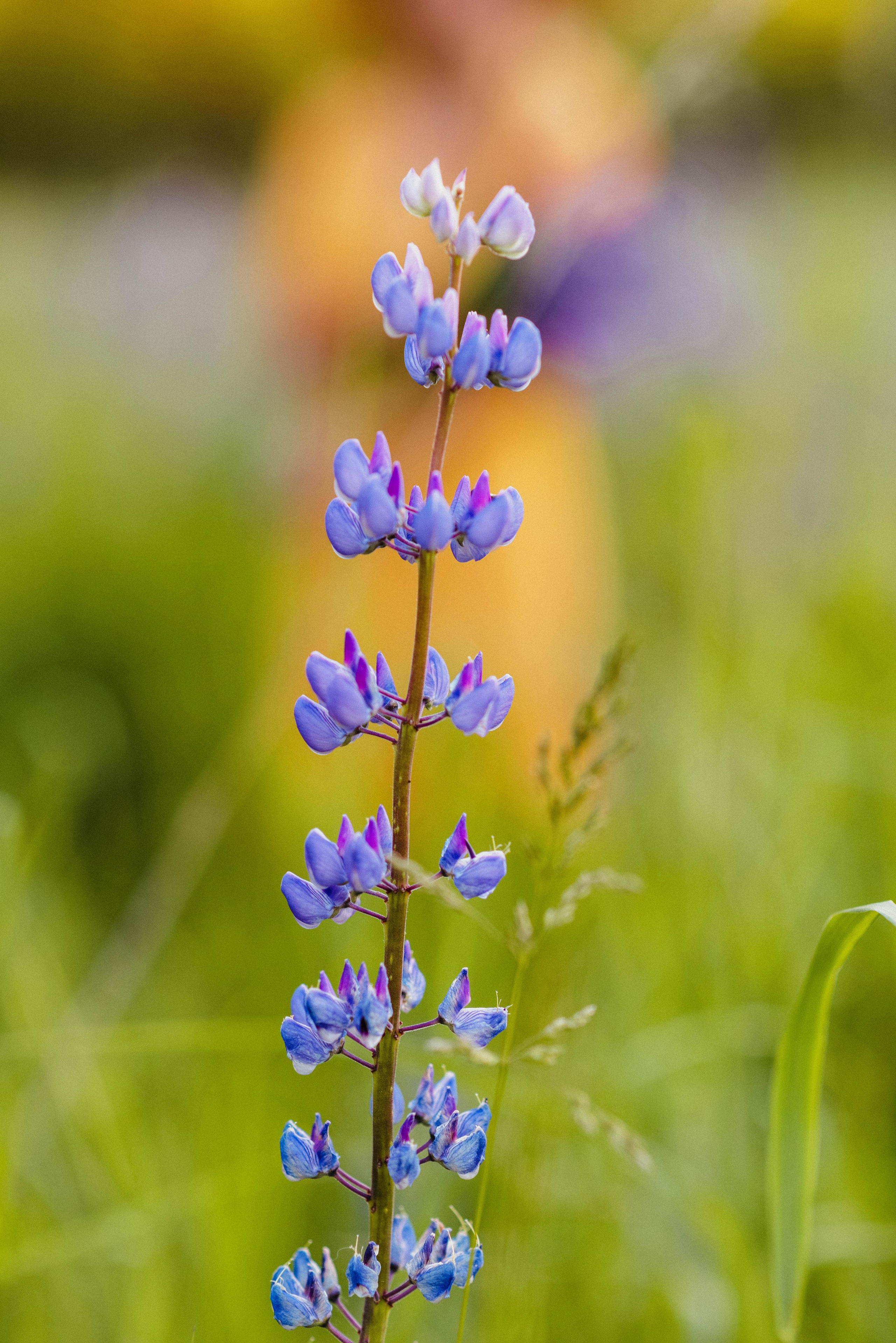 Полина в люпинах. Свадебный фотограф в Москве Анна Полушина