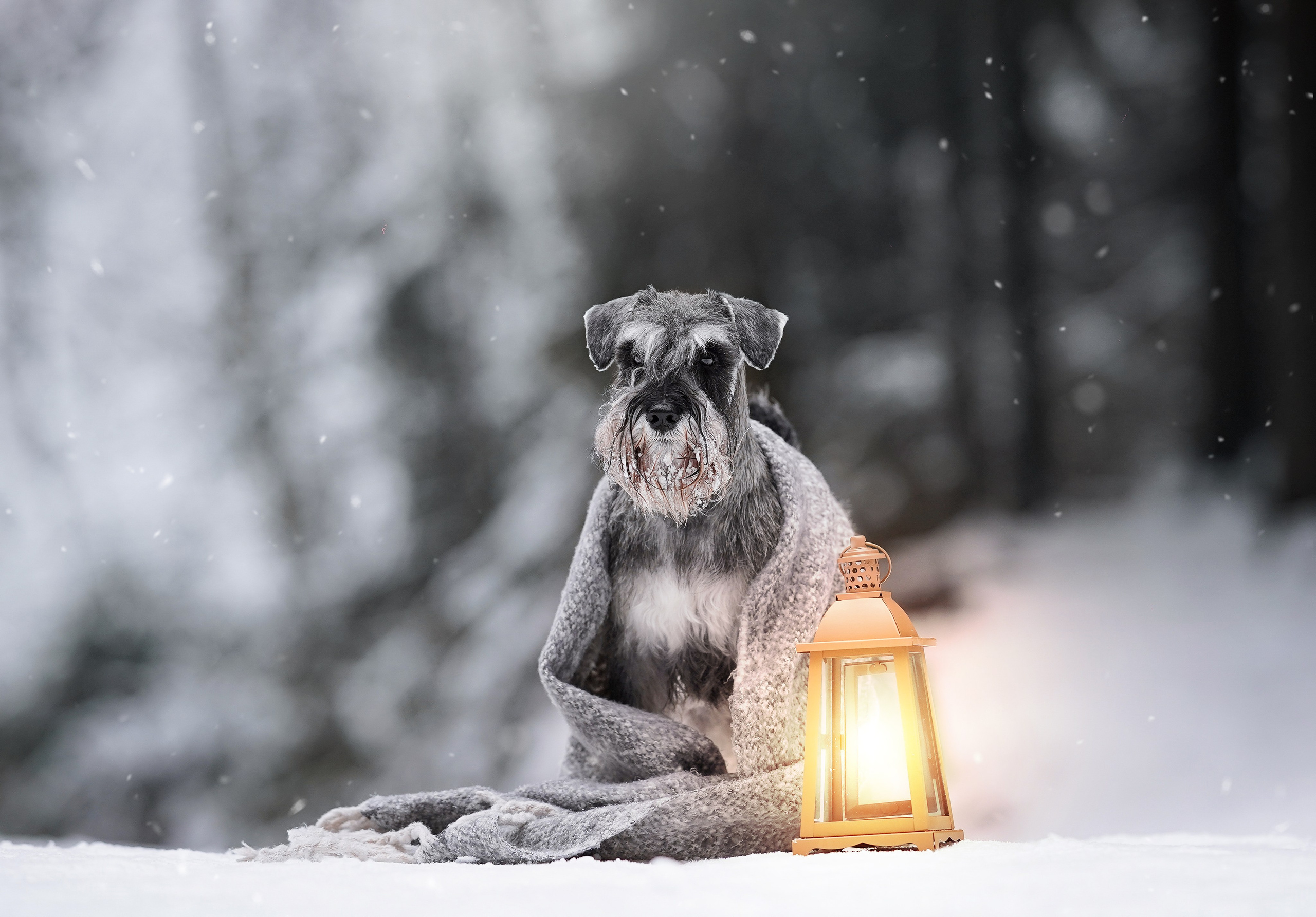 Бенчи и Арчи. Фотограф-анималист в Санкт-Петербурге Яна Мартынова