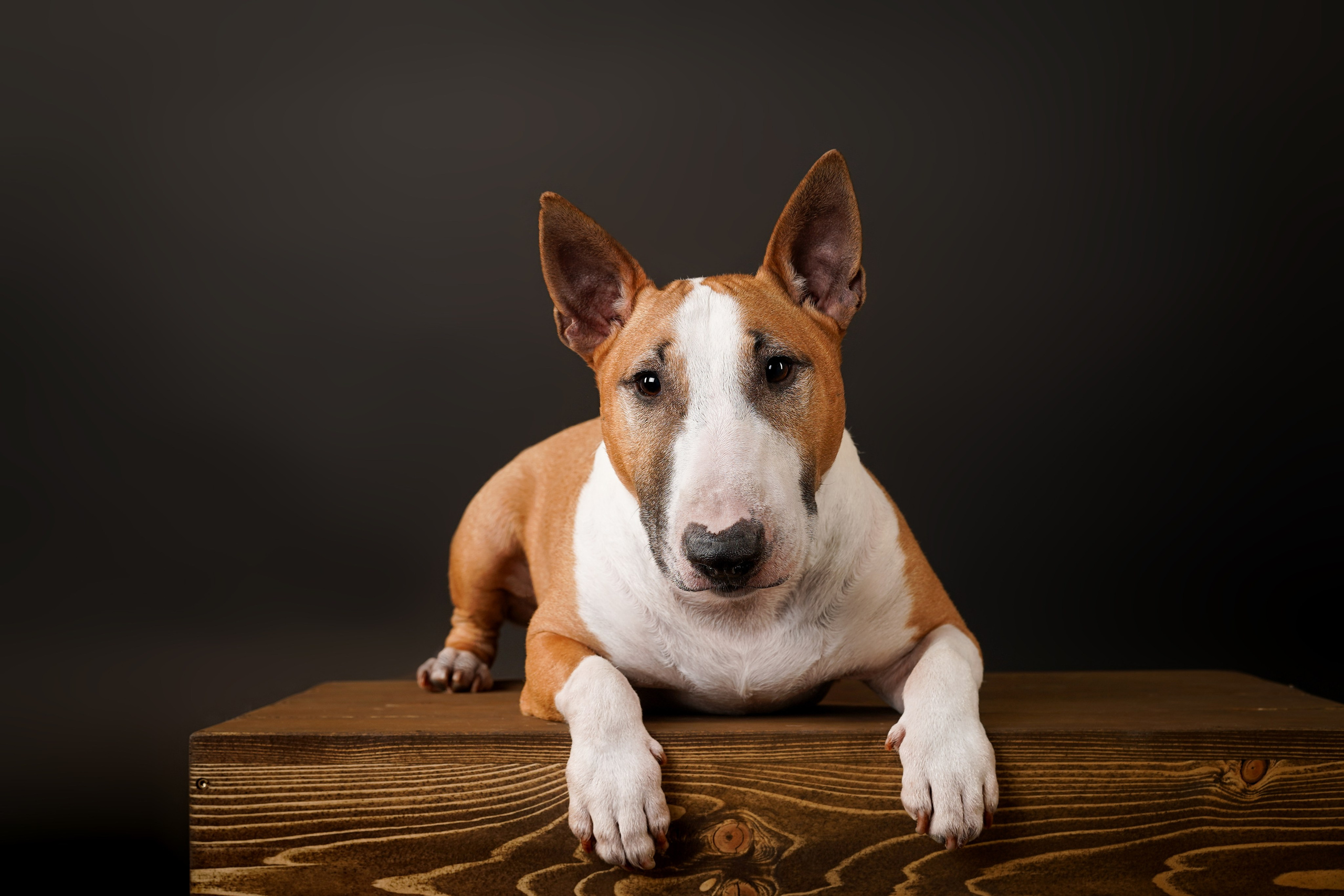 Юни и Панда. Фотограф-анималист в Санкт-Петербурге Яна Мартынова