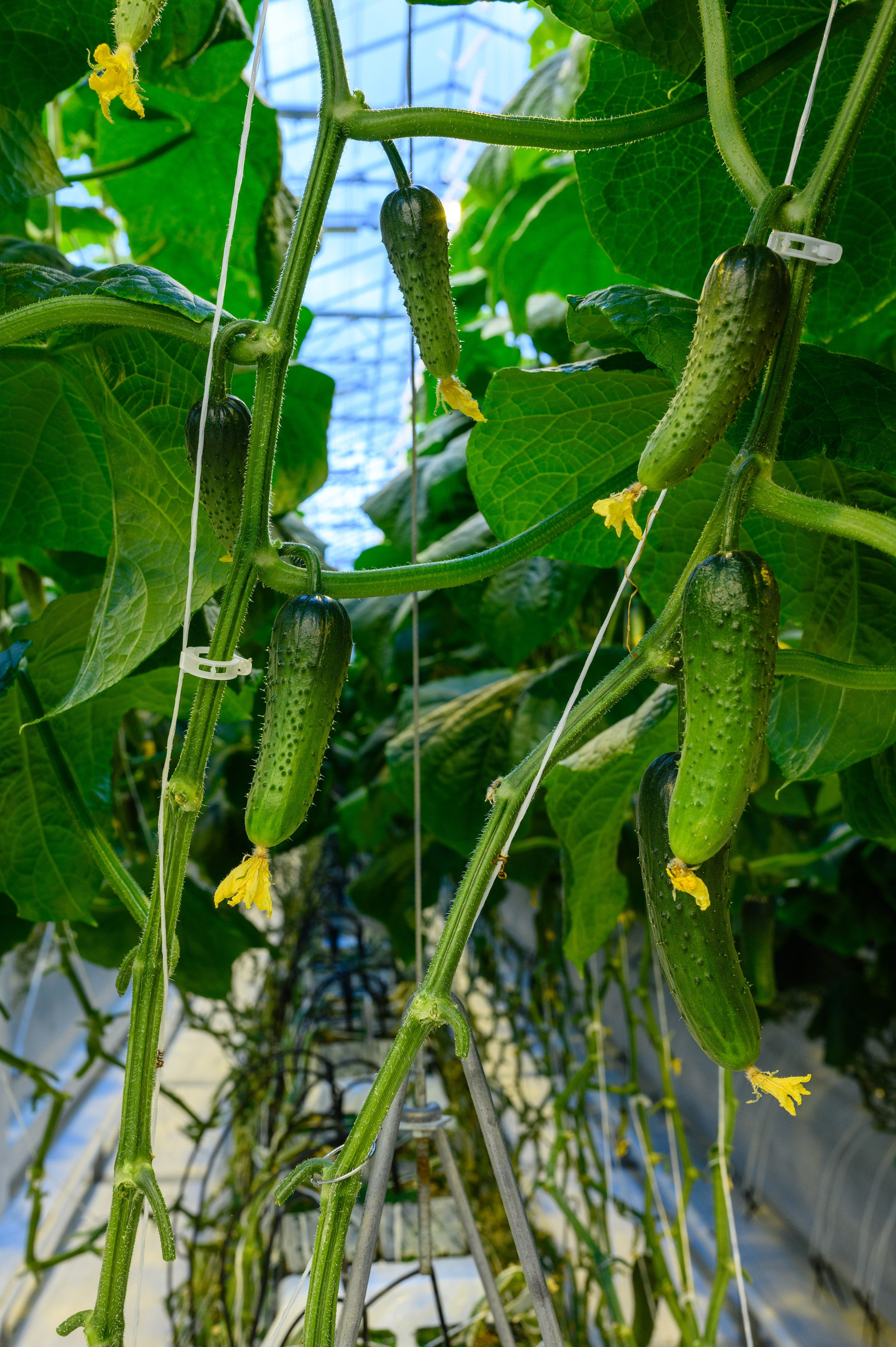 Тепличный комплекс «ПЕРМСКИЙ»