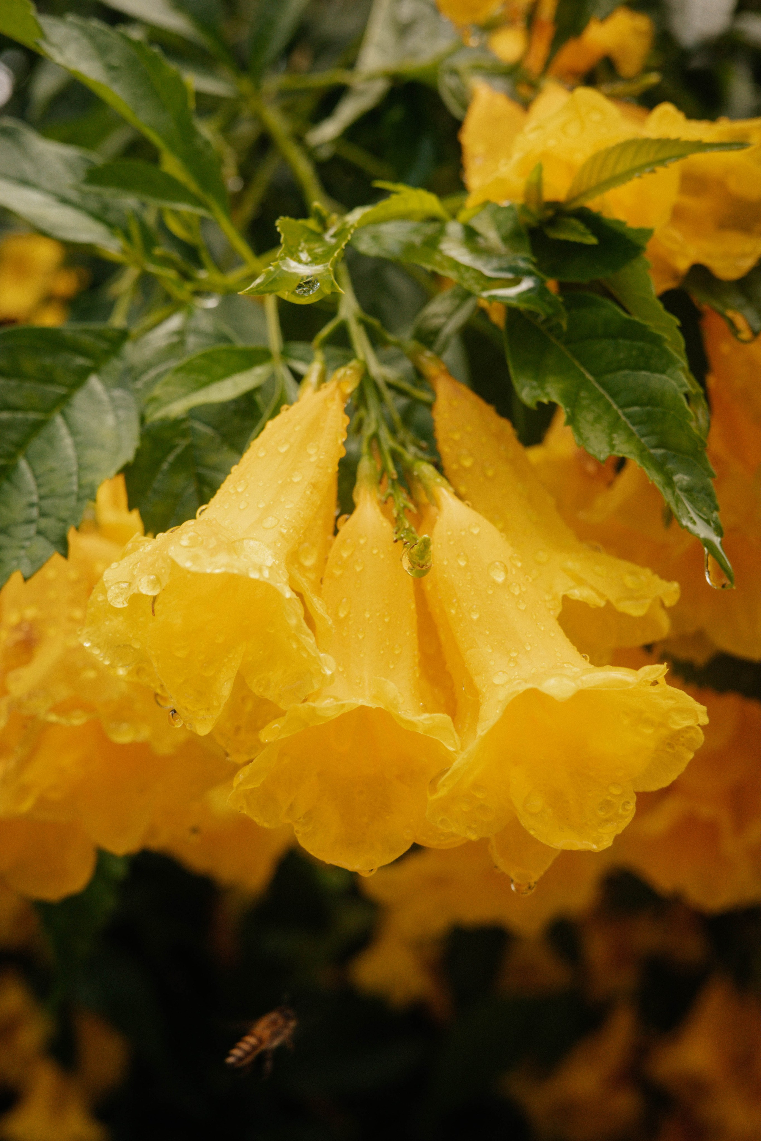 Тай, 2023. Свадебный фотограф Москва Александра Аверкова