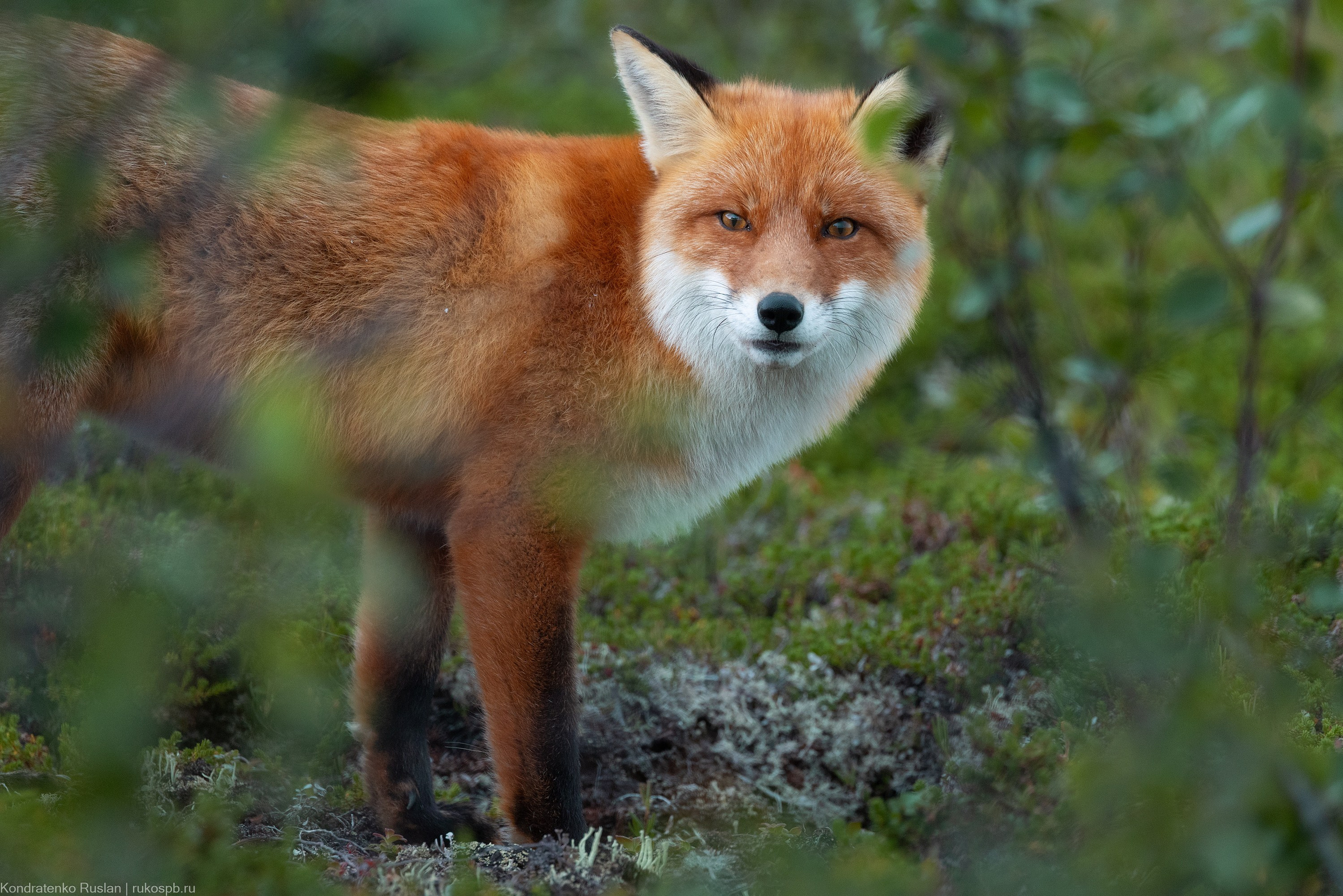 Лиса. Архитектурный и пейзажный фотограф Кондратенко Руслан, Санкт-Петербург