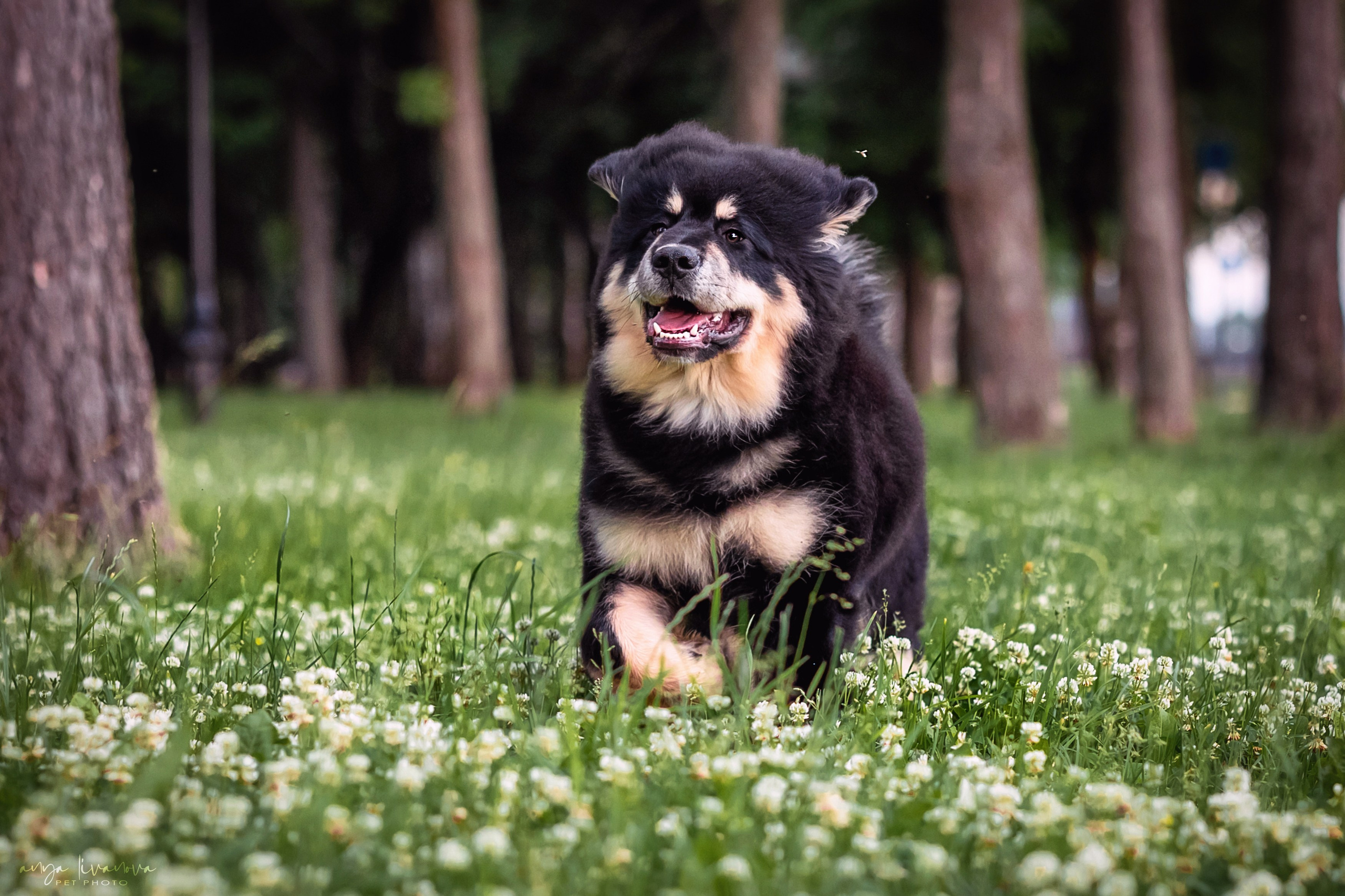 Лео. Фотограф анималист Аня Ливанова | Рыбинск