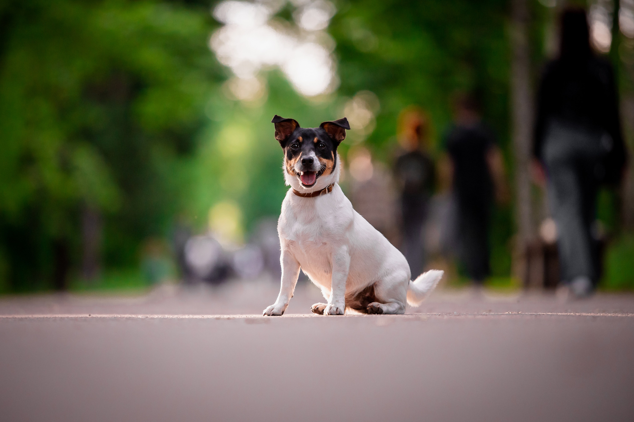 Собаки. Фотограф-анималист в Санкт-Петербурге Анастасия Иванова