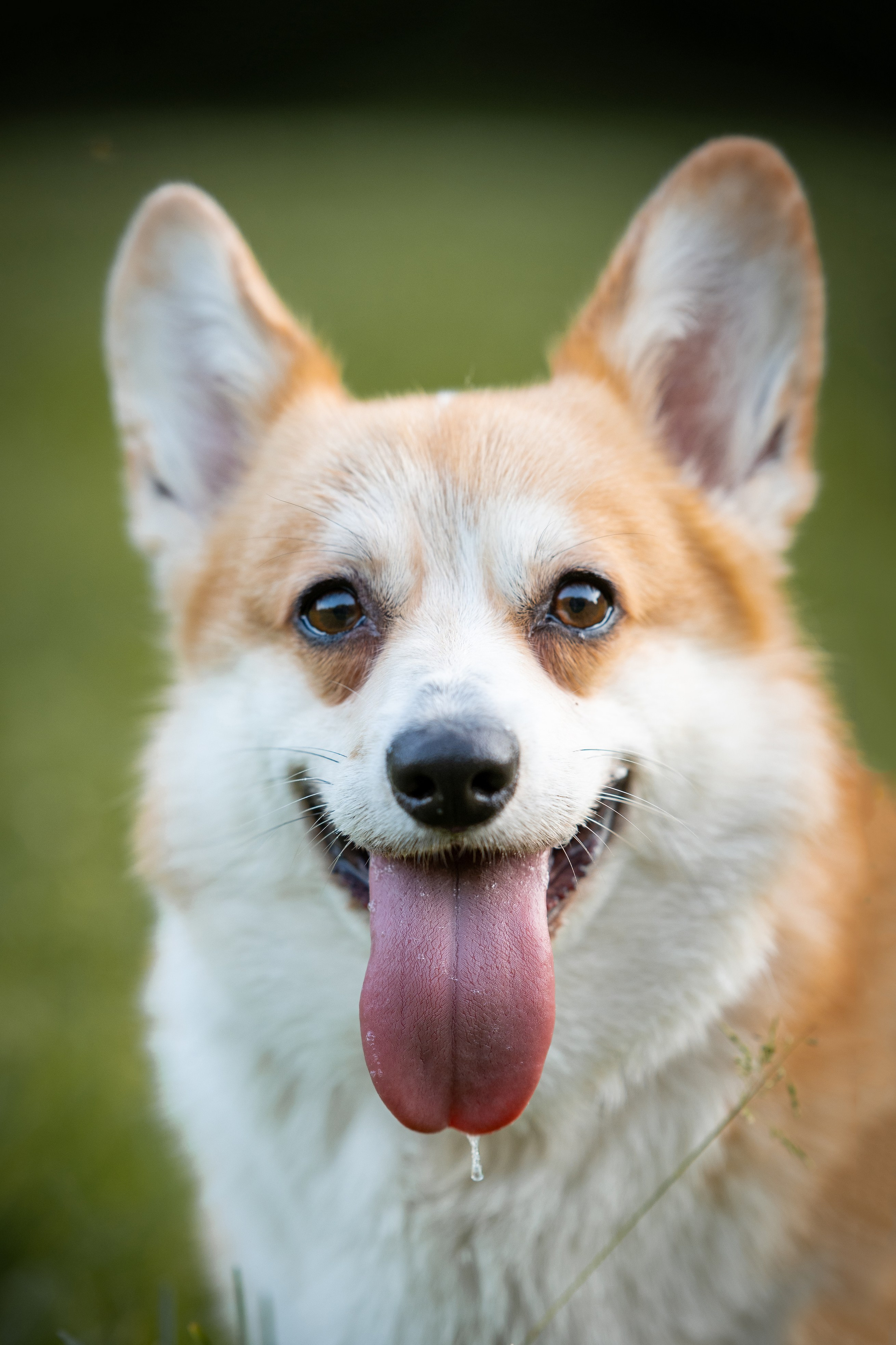 Собаки. Фотограф-анималист в Санкт-Петербурге Анастасия Иванова