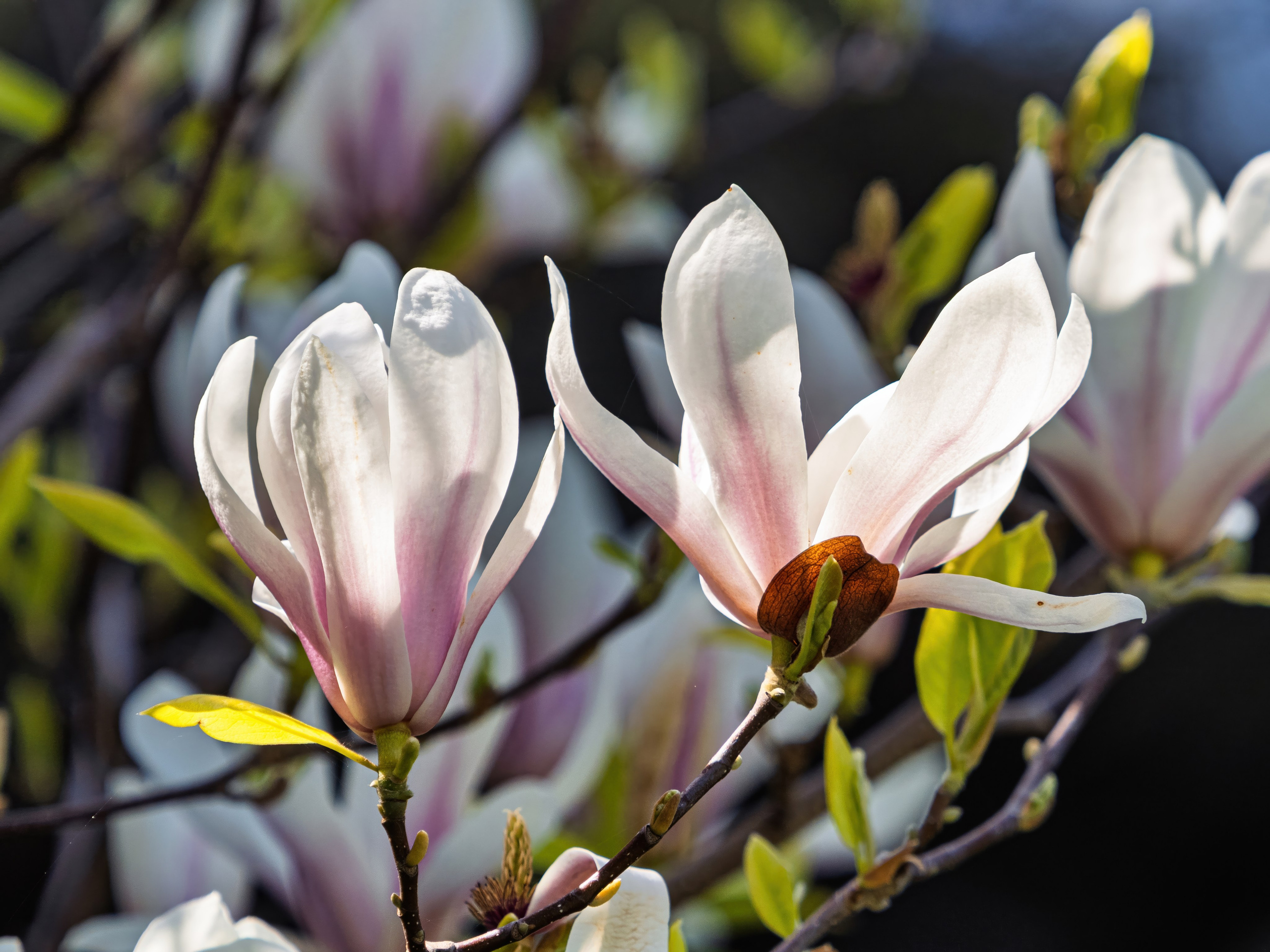 Крым, Утес, 2021 год. Фотограф Никифоров-Гордеев Сергей. Москва и МО