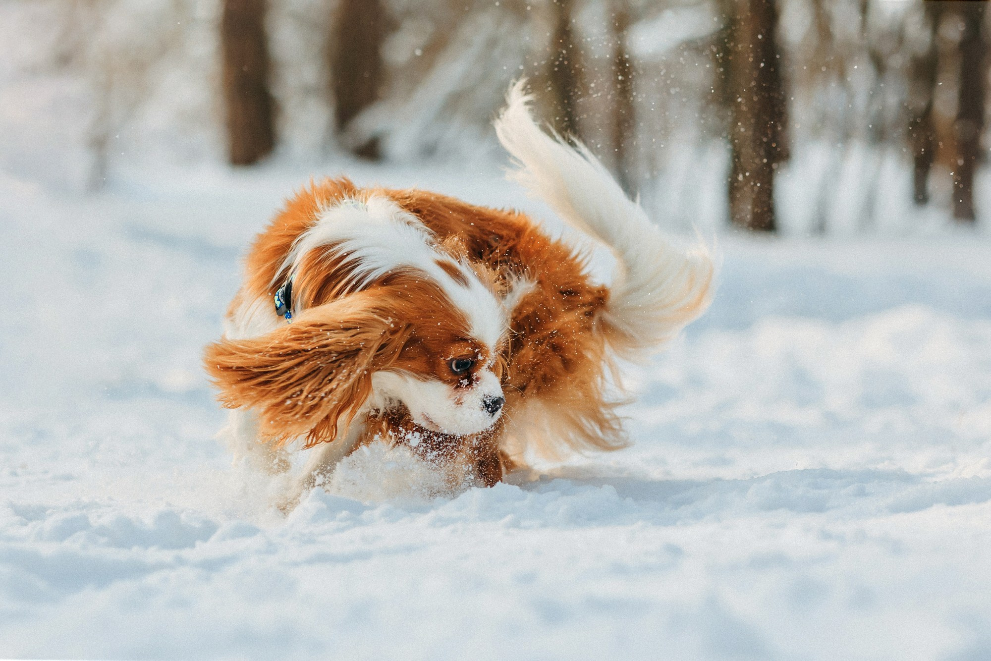 Юля, Илья и Майкл. Фотограф-анималист Елена Радченко, Москва