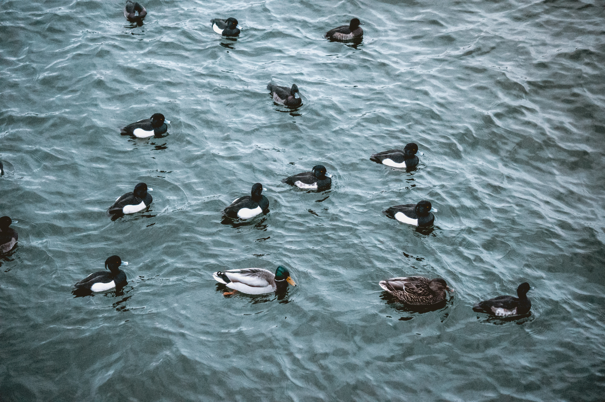 Скандинавия: Таллин, Рига, Стокгольм, Хельсинки. Фотограф в Хабаровске. Фотография за 24 часа