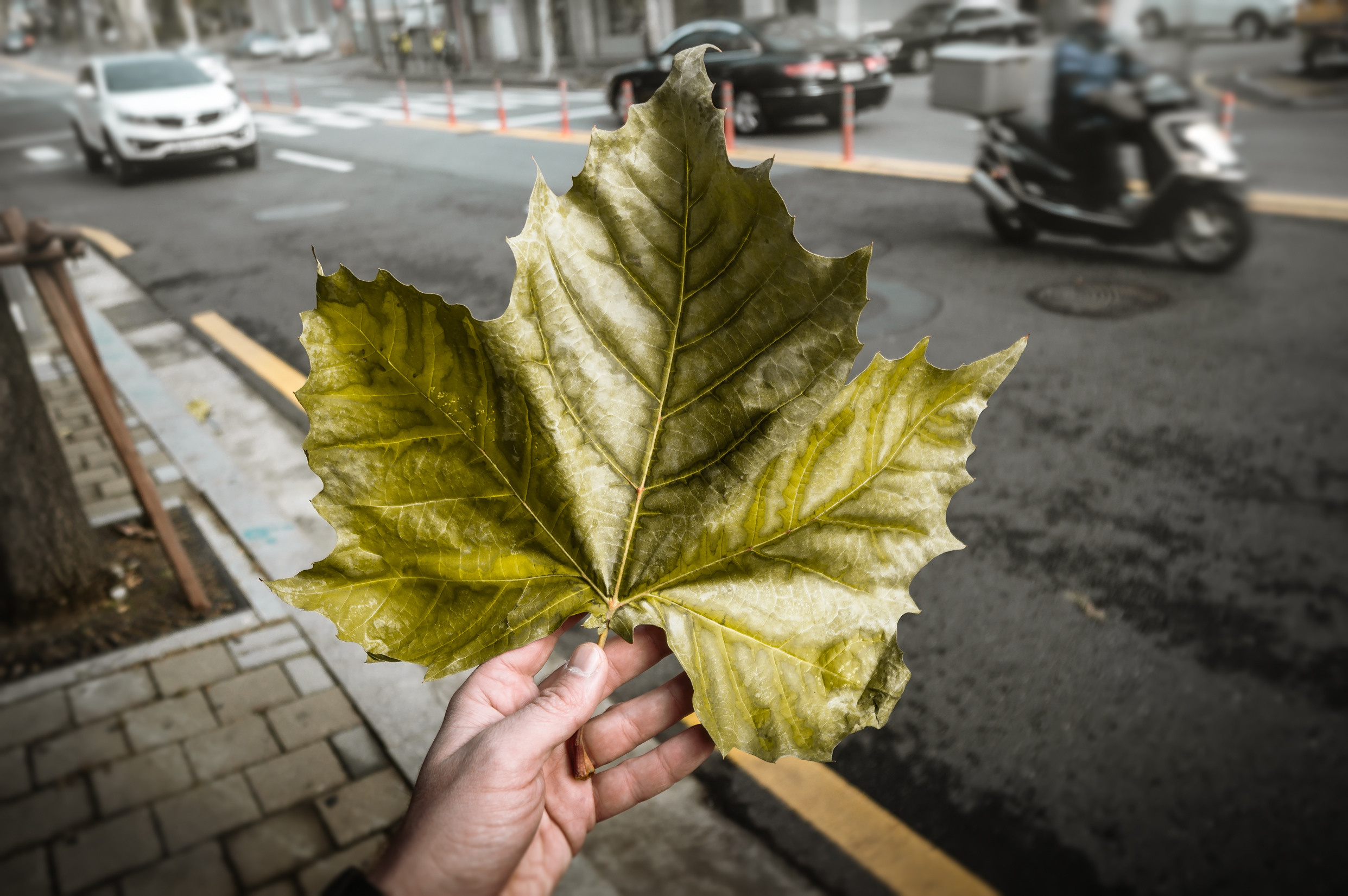 Корея ноябрь 2017. Фотограф в Хабаровске. Фотография за 24 часа