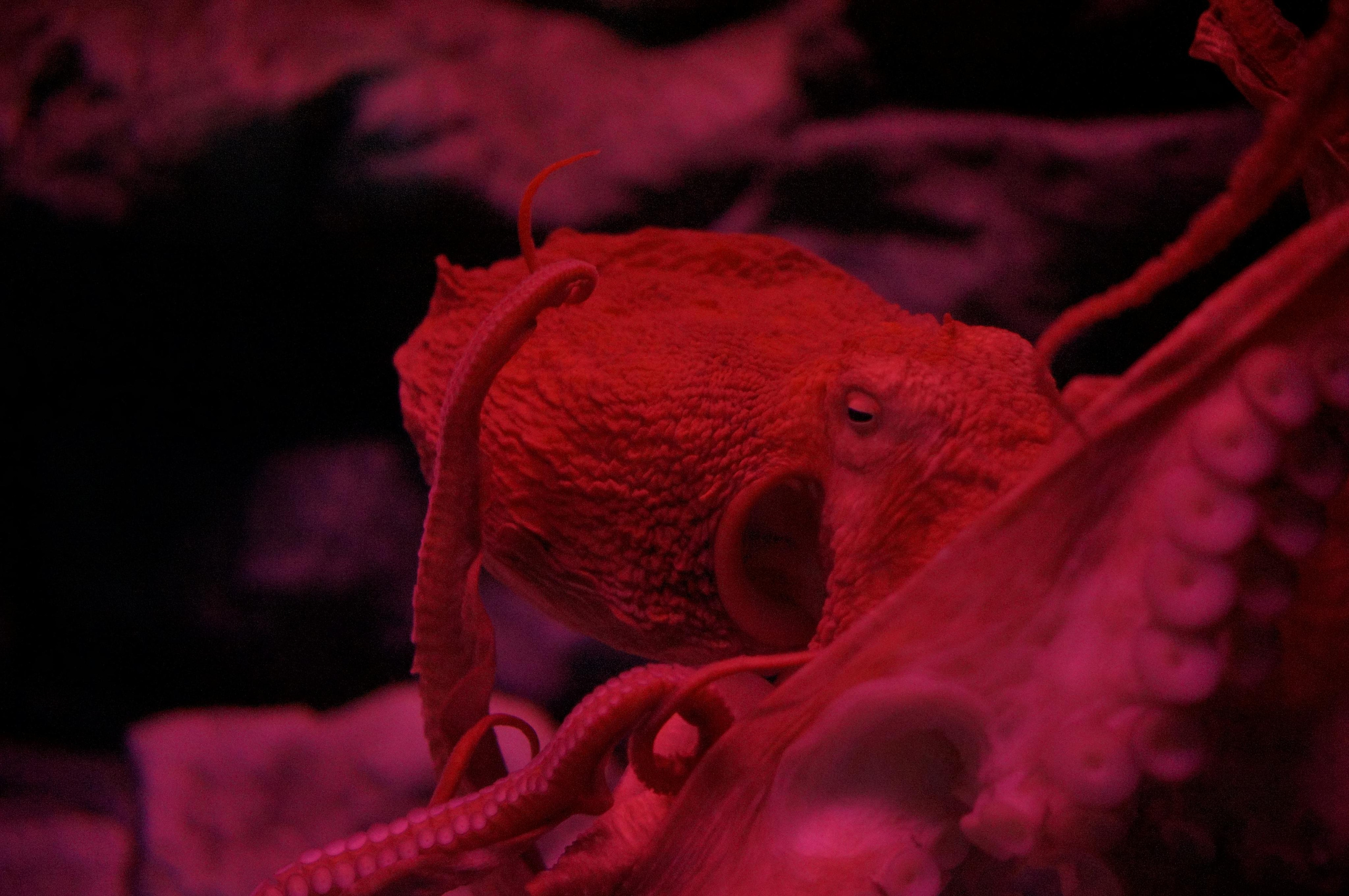 Корея октябрь 2015. Фотограф в Хабаровске. Фотография за 24 часа