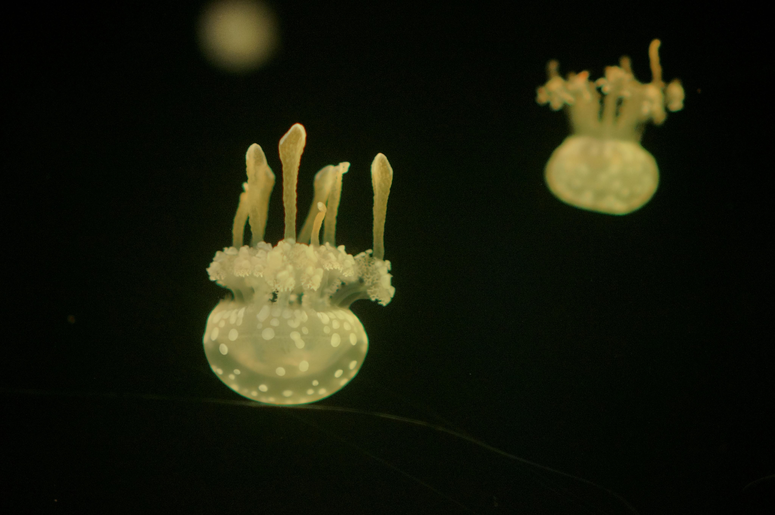 Корея октябрь 2015. Фотограф в Хабаровске. Фотография за 24 часа