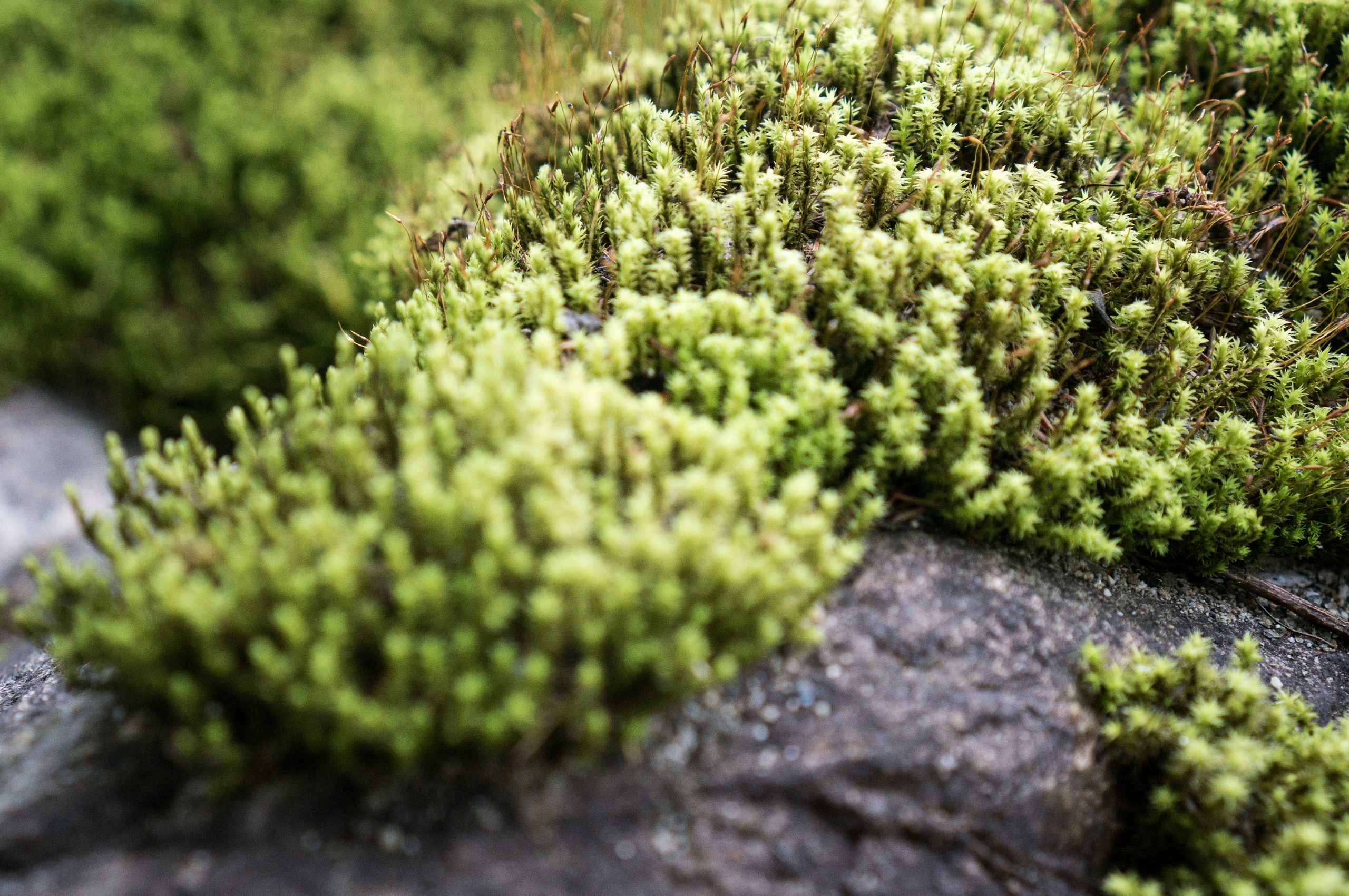 Дуссе-Алинь. Фотограф в Хабаровске. Фотография за 24 часа
