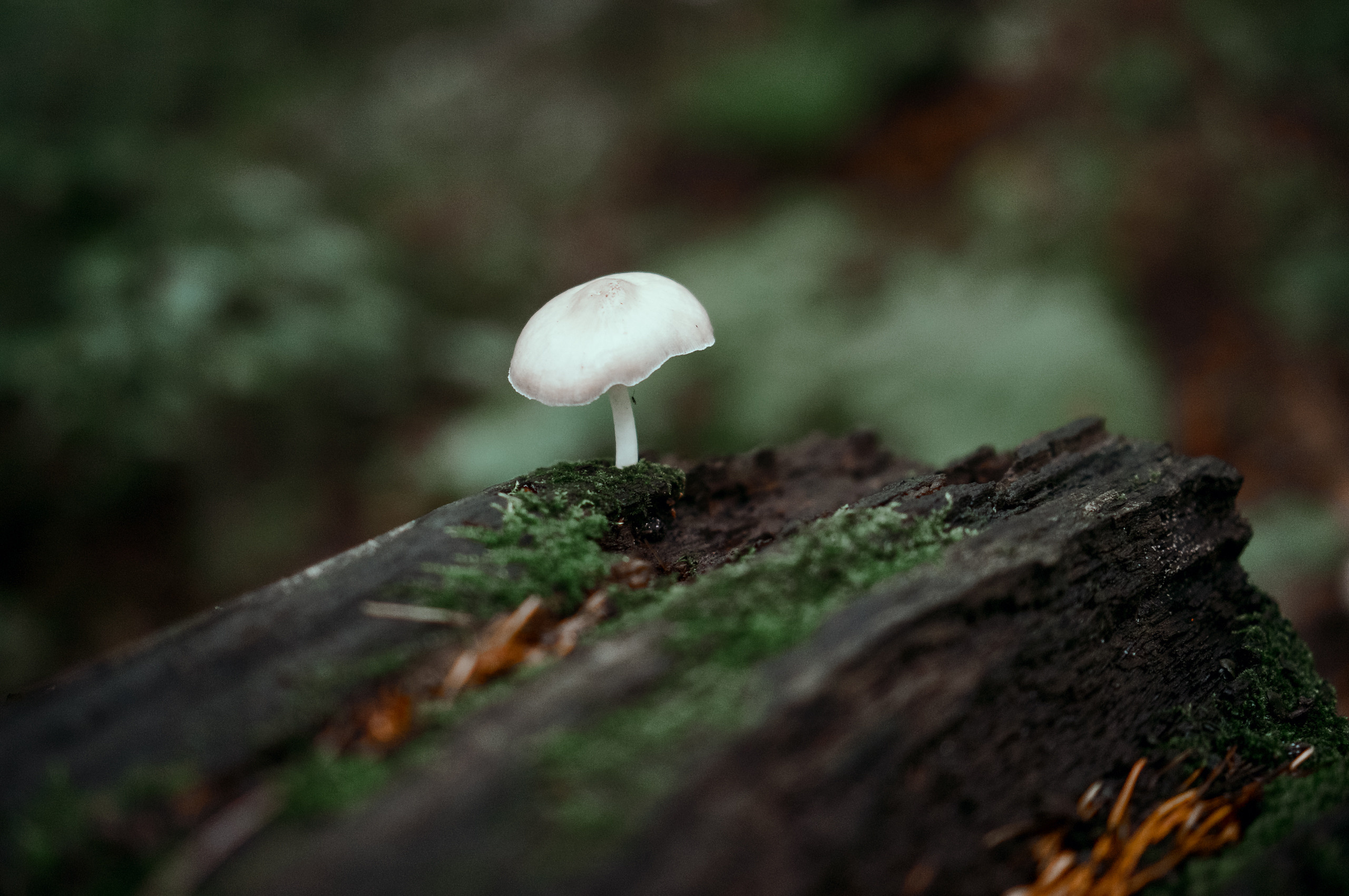 Владивосток 2015. Фотограф в Хабаровске. Фотография за 24 часа