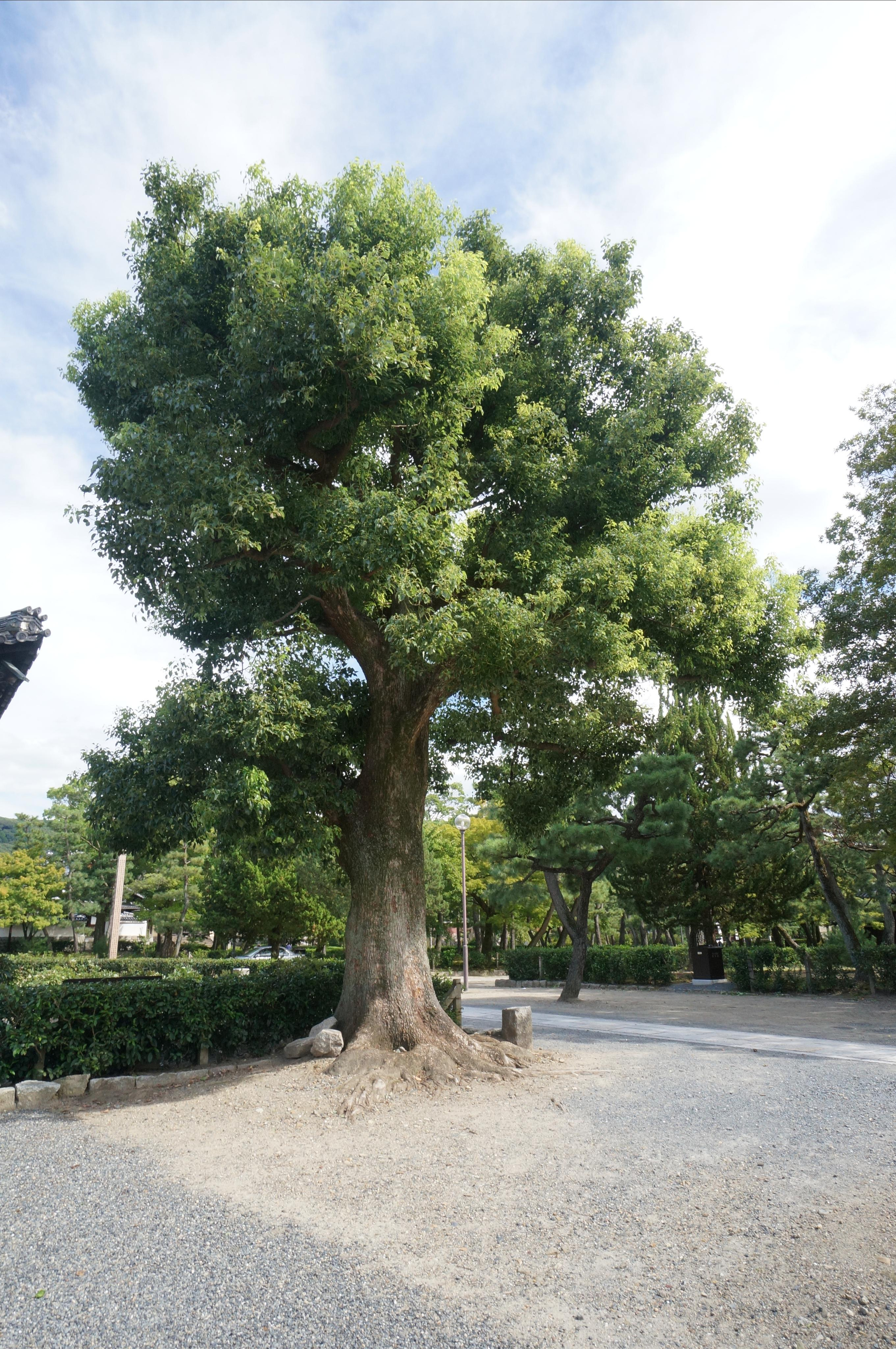 Япония. Токио, Киото. Фотограф в Хабаровске. Фотография за 24 часа