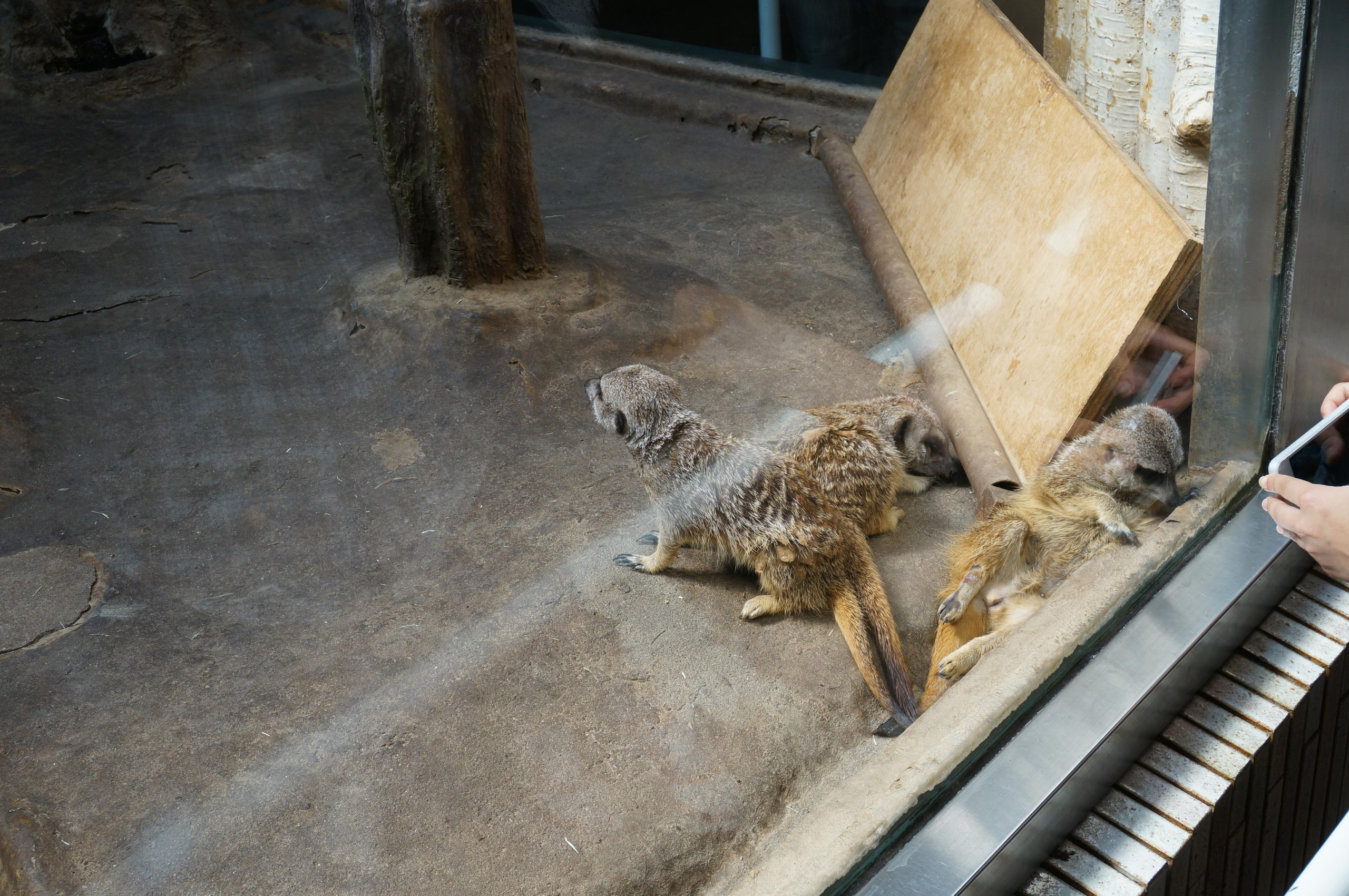 Япония. Токио, Киото. Фотограф в Хабаровске. Фотография за 24 часа