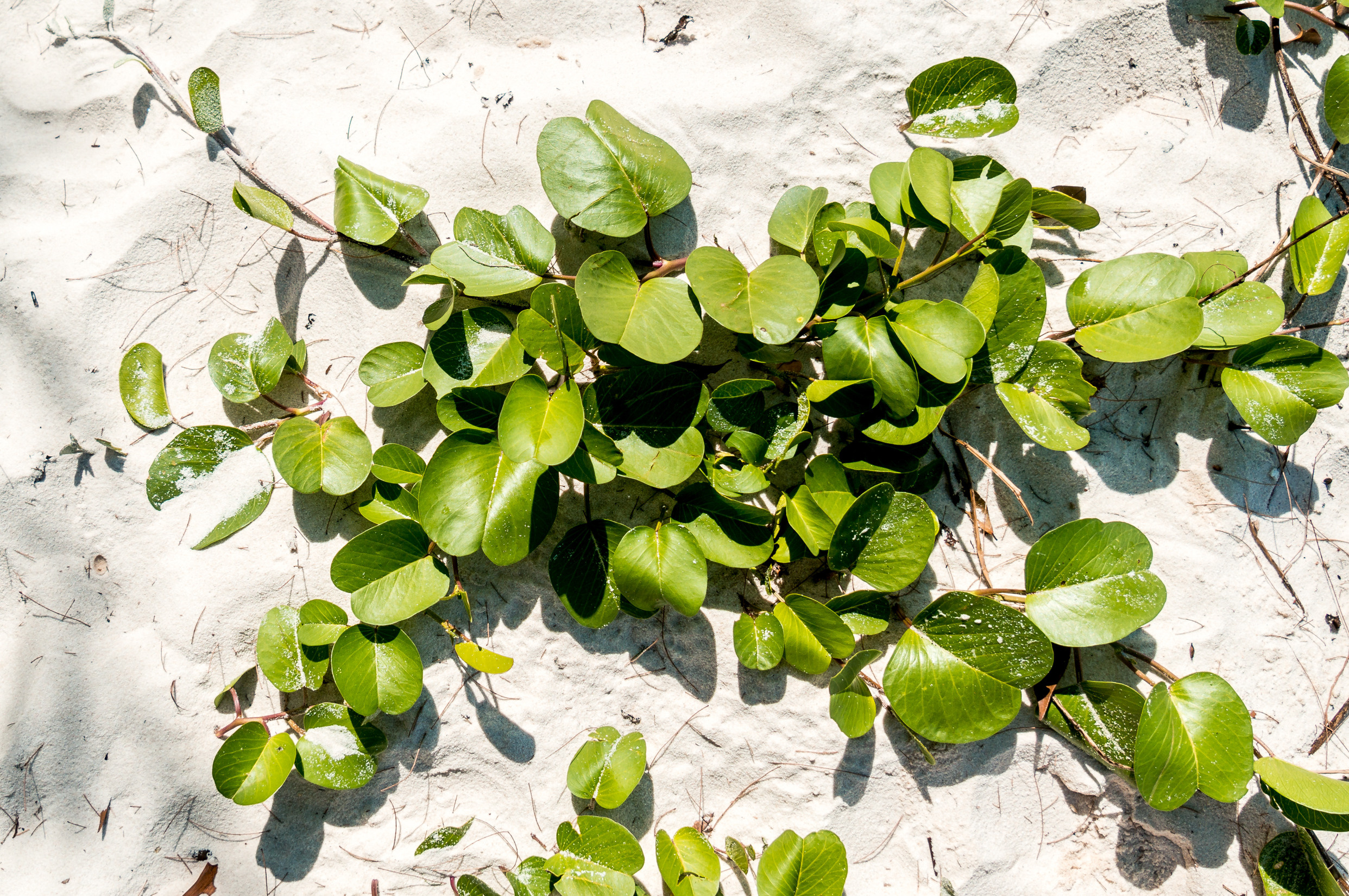 ЮВА: Южная Корея, Вьетнам, Камбоджа, Лаос. Фотограф в Хабаровске. Фотография за 24 часа