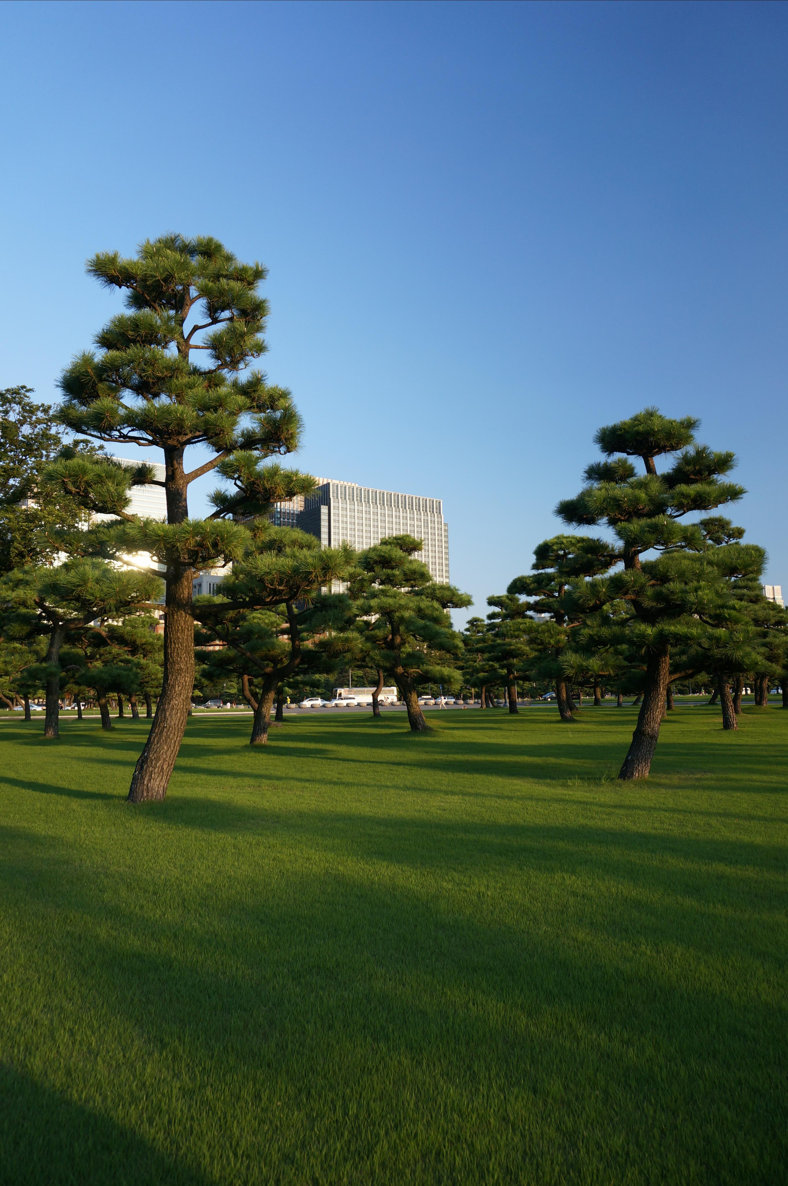 Япония. Токио, Киото. Фотограф в Хабаровске. Фотография за 24 часа