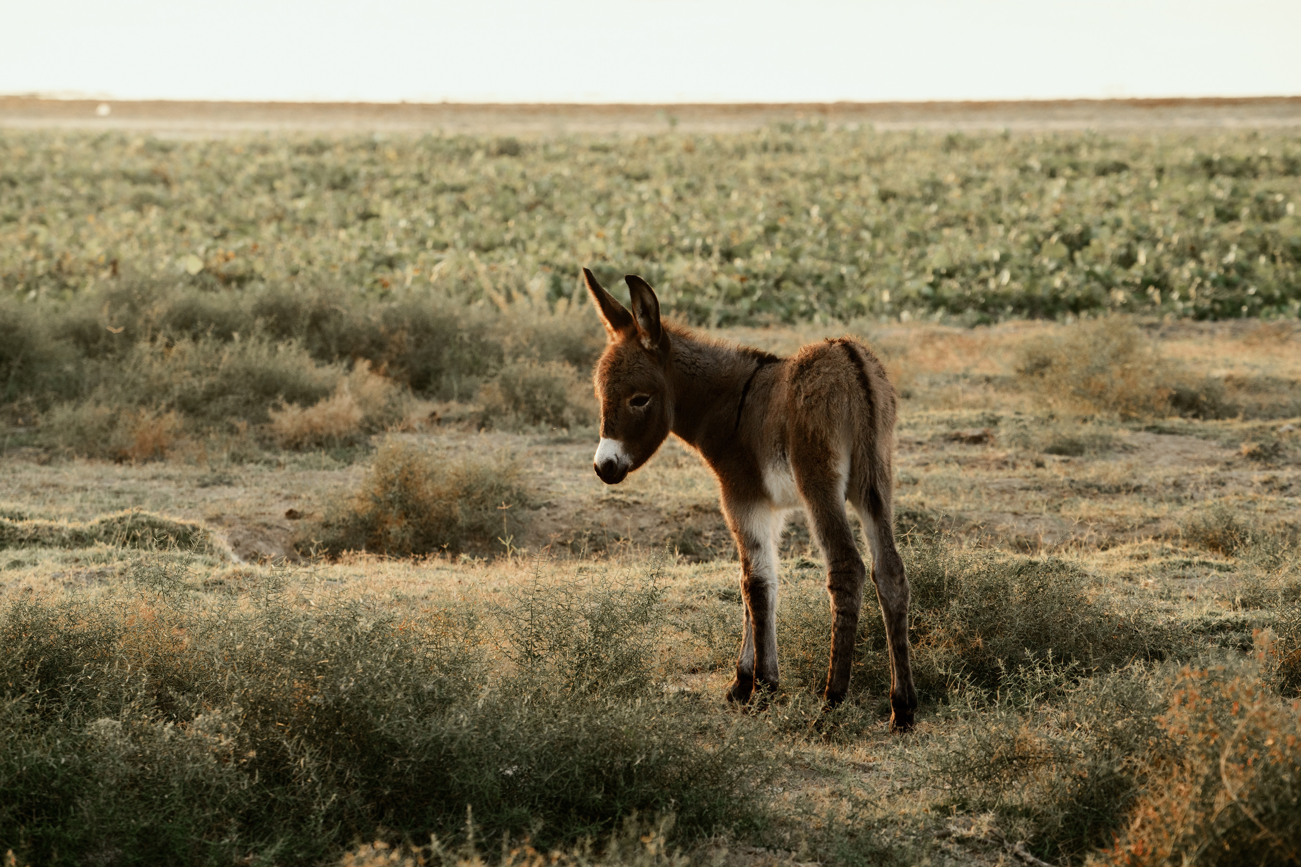 Средняя Азия: Кыргыстан, Казахстан, Узбекистан, Таджикистан. Фотограф в Хабаровске. Фотография за 24 часа