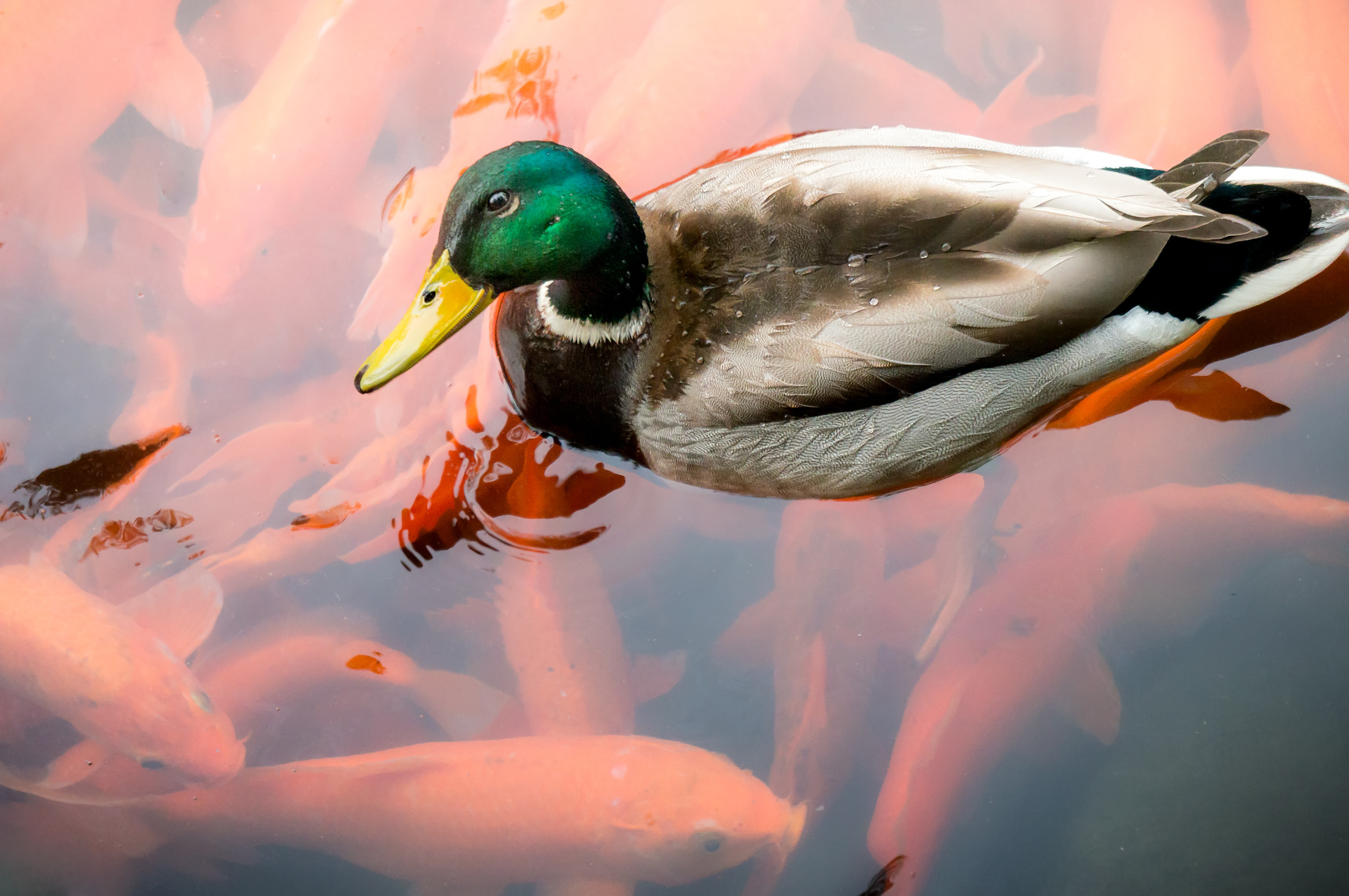 Китай. Пекин. Фотограф в Хабаровске. Фотография за 24 часа