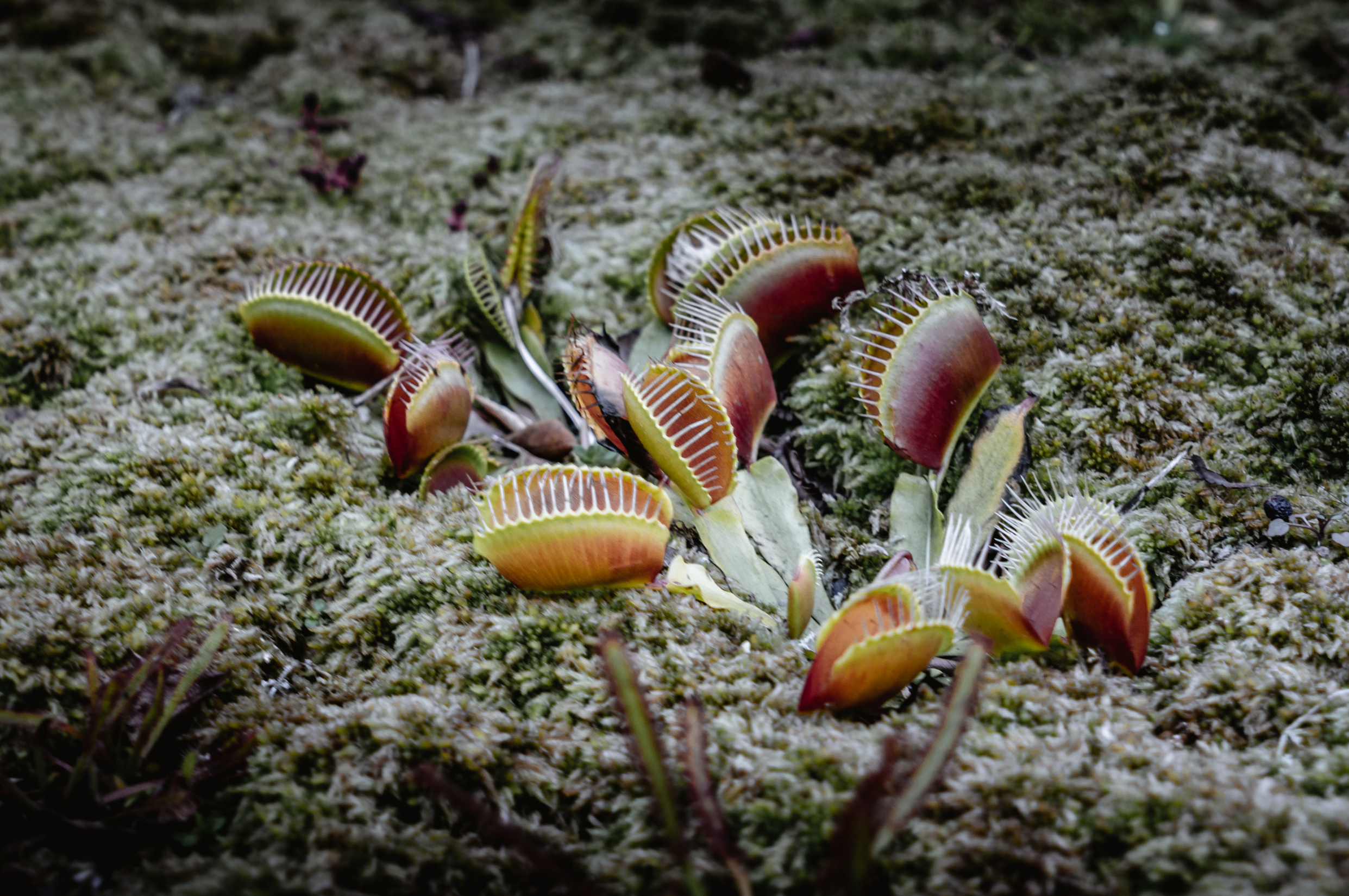 ЮВА: Южная Корея, Вьетнам, Камбоджа, Лаос. Фотограф в Хабаровске. Фотография за 24 часа