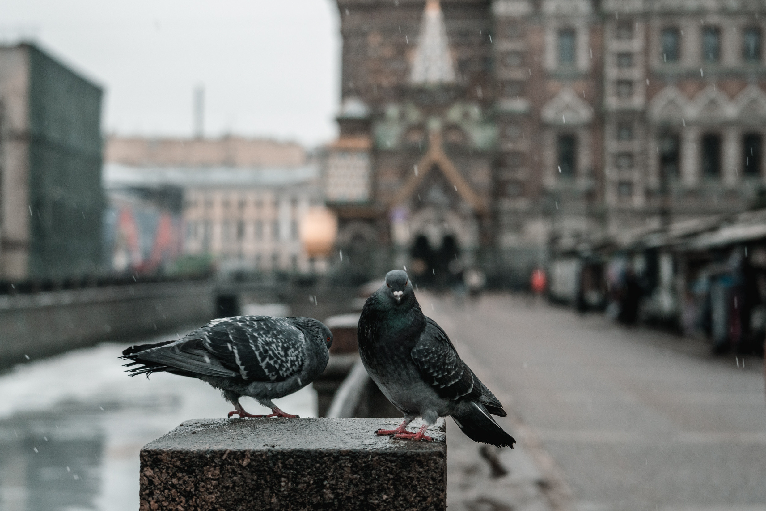 Россия: Москва, Самара, Казань, Нижний Новогород, Санкт-Петербург. Фотограф в Хабаровске. Фотография за 24 часа