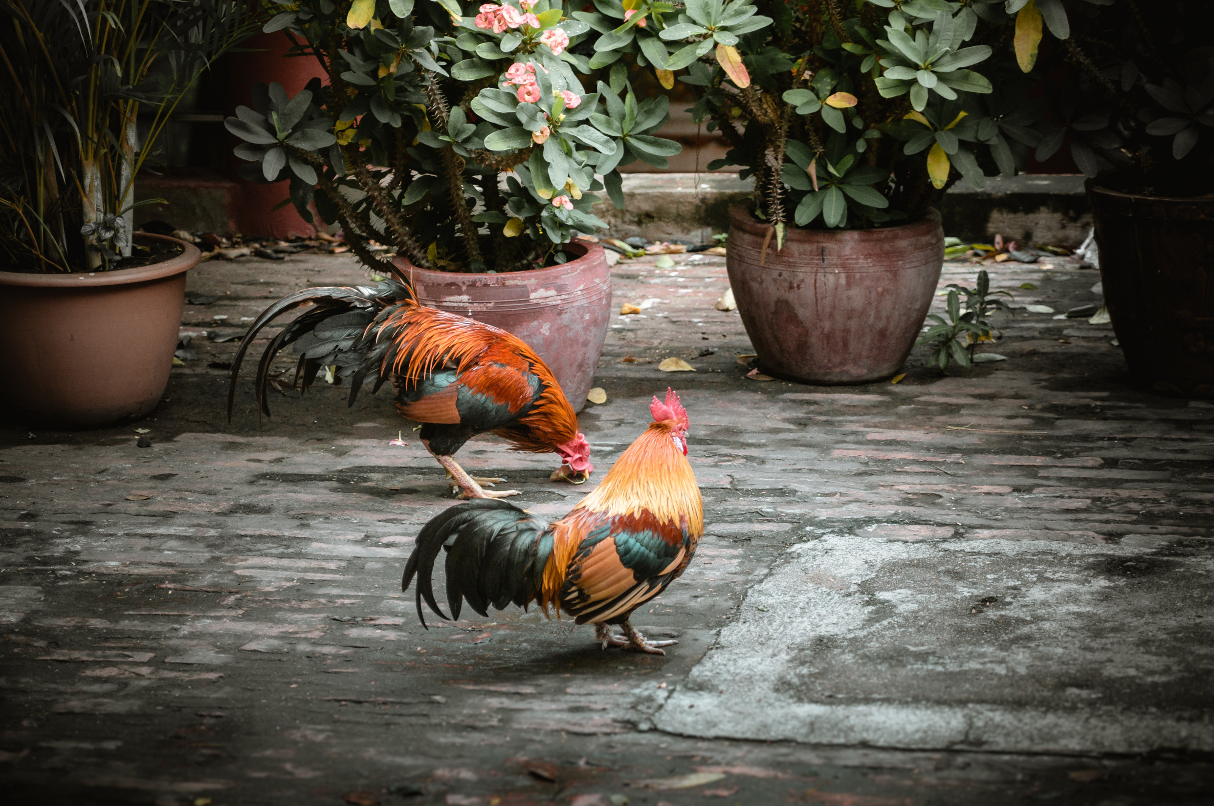 ЮВА: Южная Корея, Вьетнам, Камбоджа, Лаос. Фотограф в Хабаровске. Фотография за 24 часа