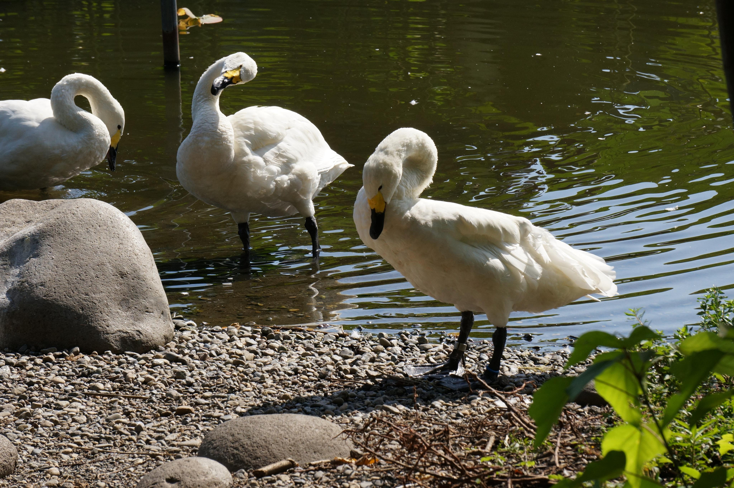 Япония. Токио, Киото. Фотограф в Хабаровске. Фотография за 24 часа