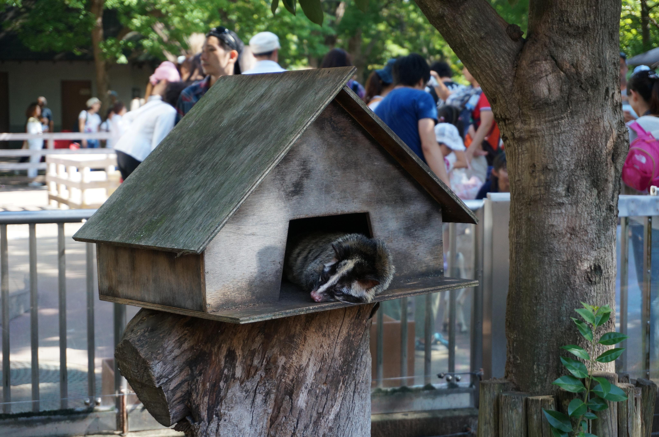 Япония. Токио, Киото. Фотограф в Хабаровске. Фотография за 24 часа
