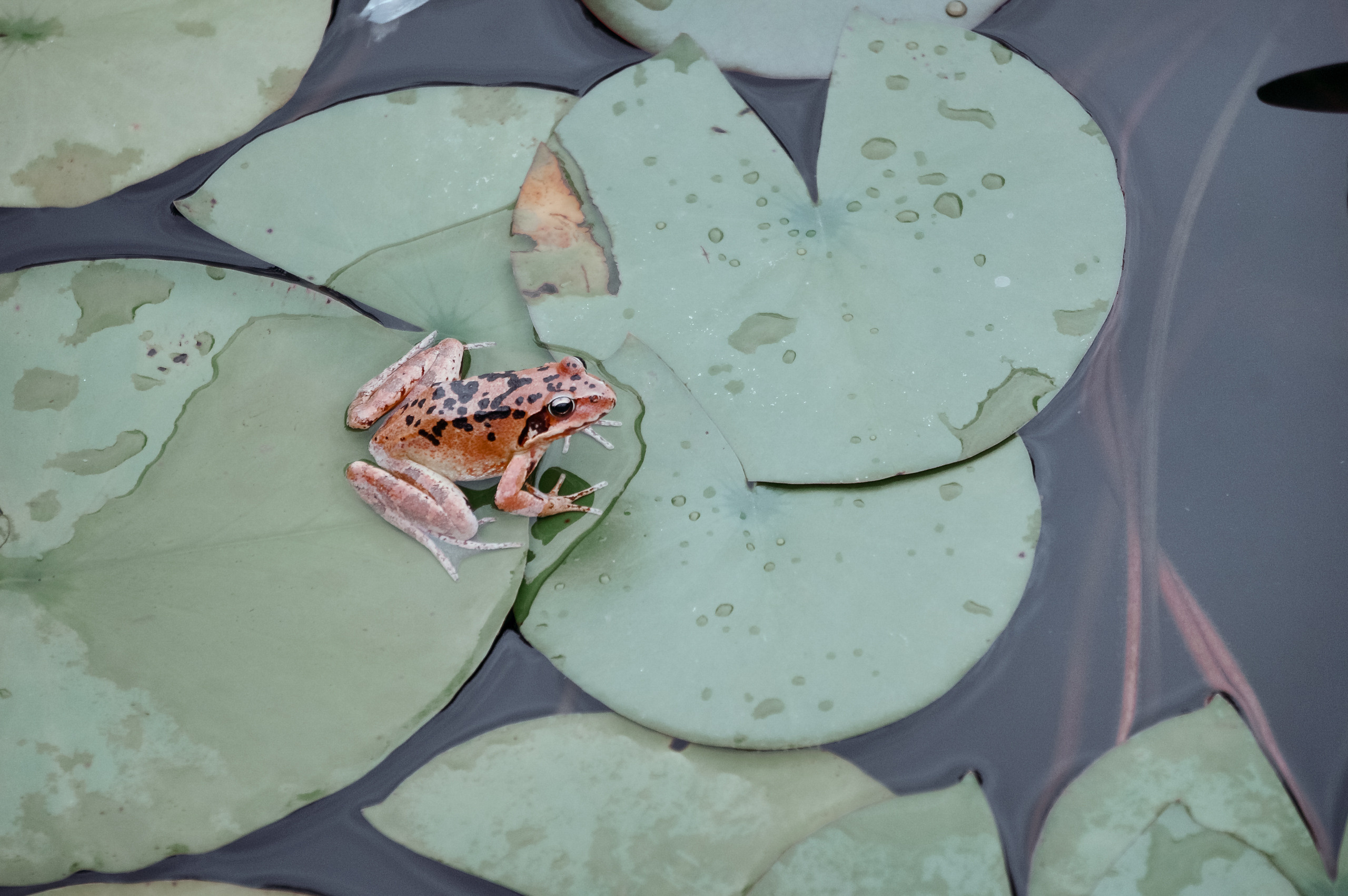 Владивосток 2015. Фотограф в Хабаровске. Фотография за 24 часа
