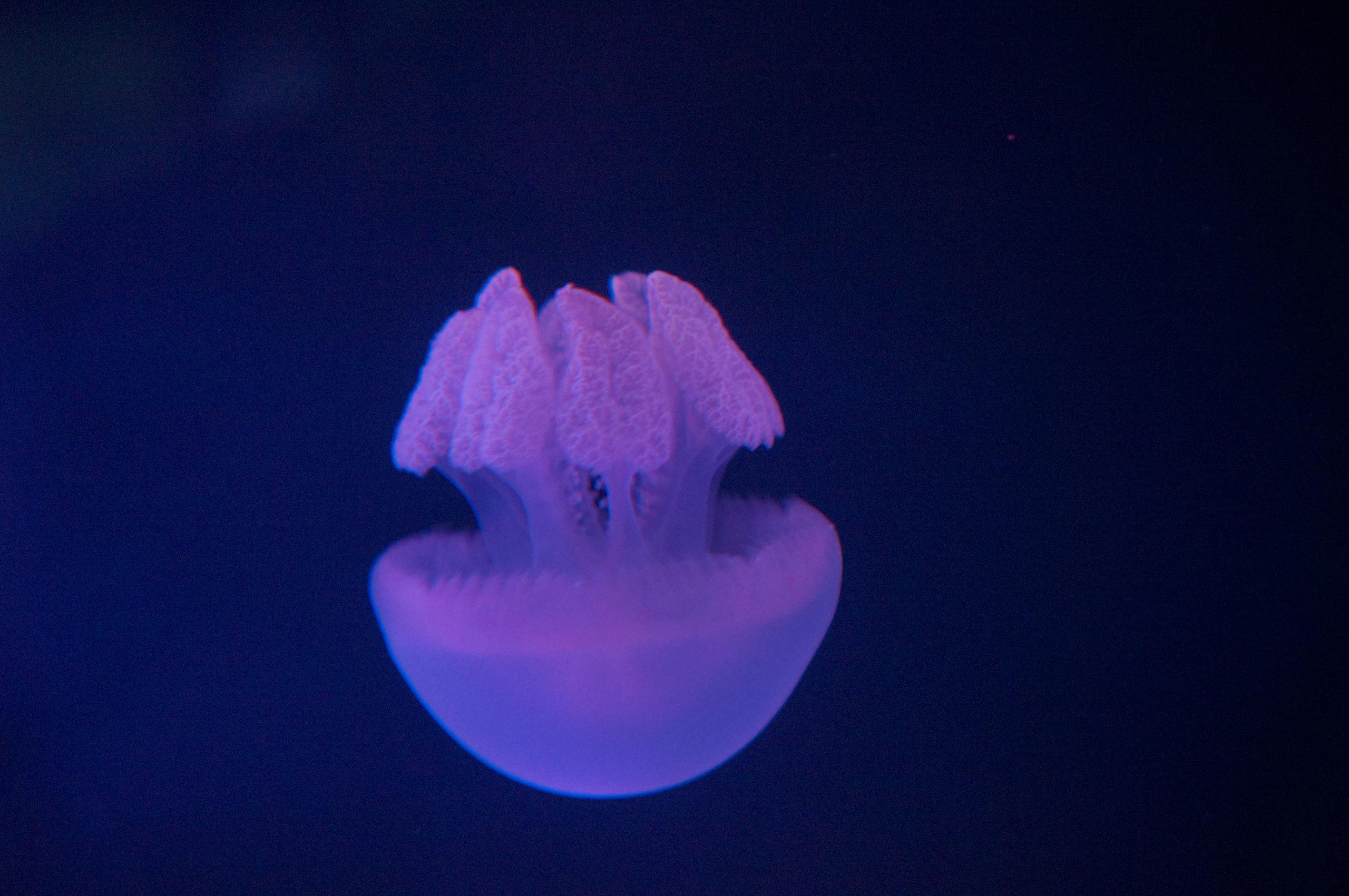 Корея октябрь 2015. Фотограф в Хабаровске. Фотография за 24 часа