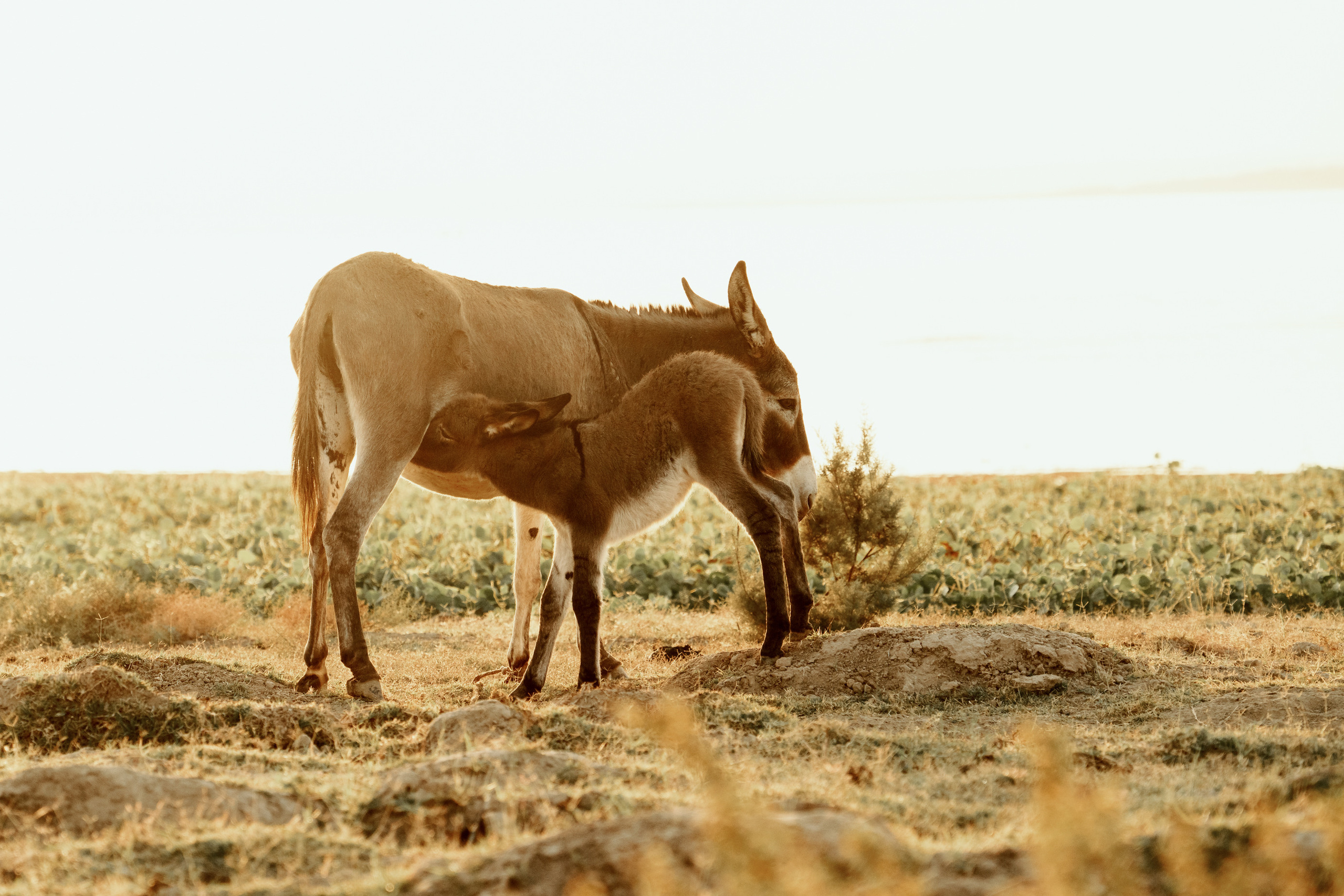 Средняя Азия: Кыргыстан, Казахстан, Узбекистан, Таджикистан. Фотограф в Хабаровске. Фотография за 24 часа