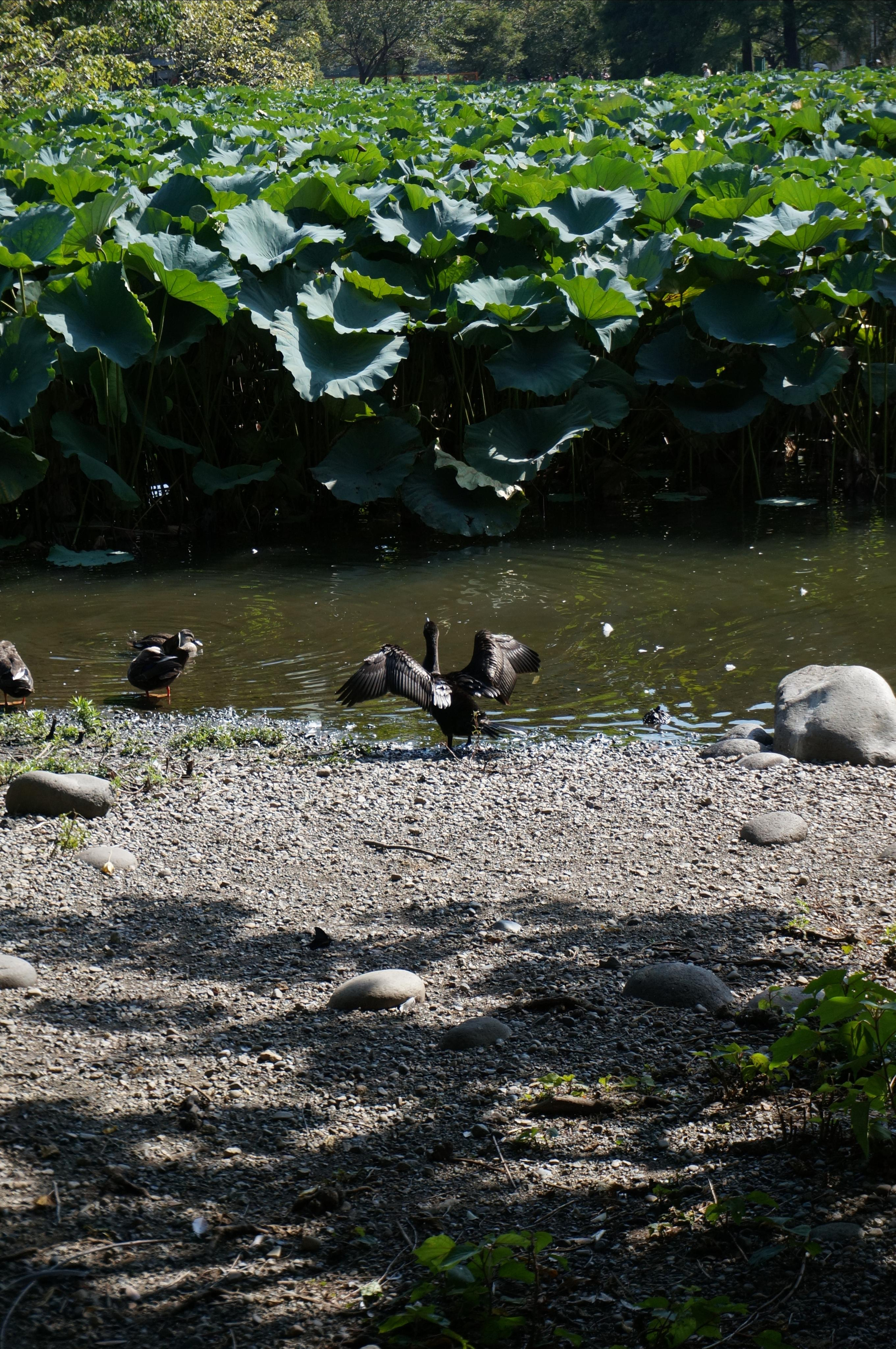 Япония. Токио, Киото. Фотограф в Хабаровске. Фотография за 24 часа